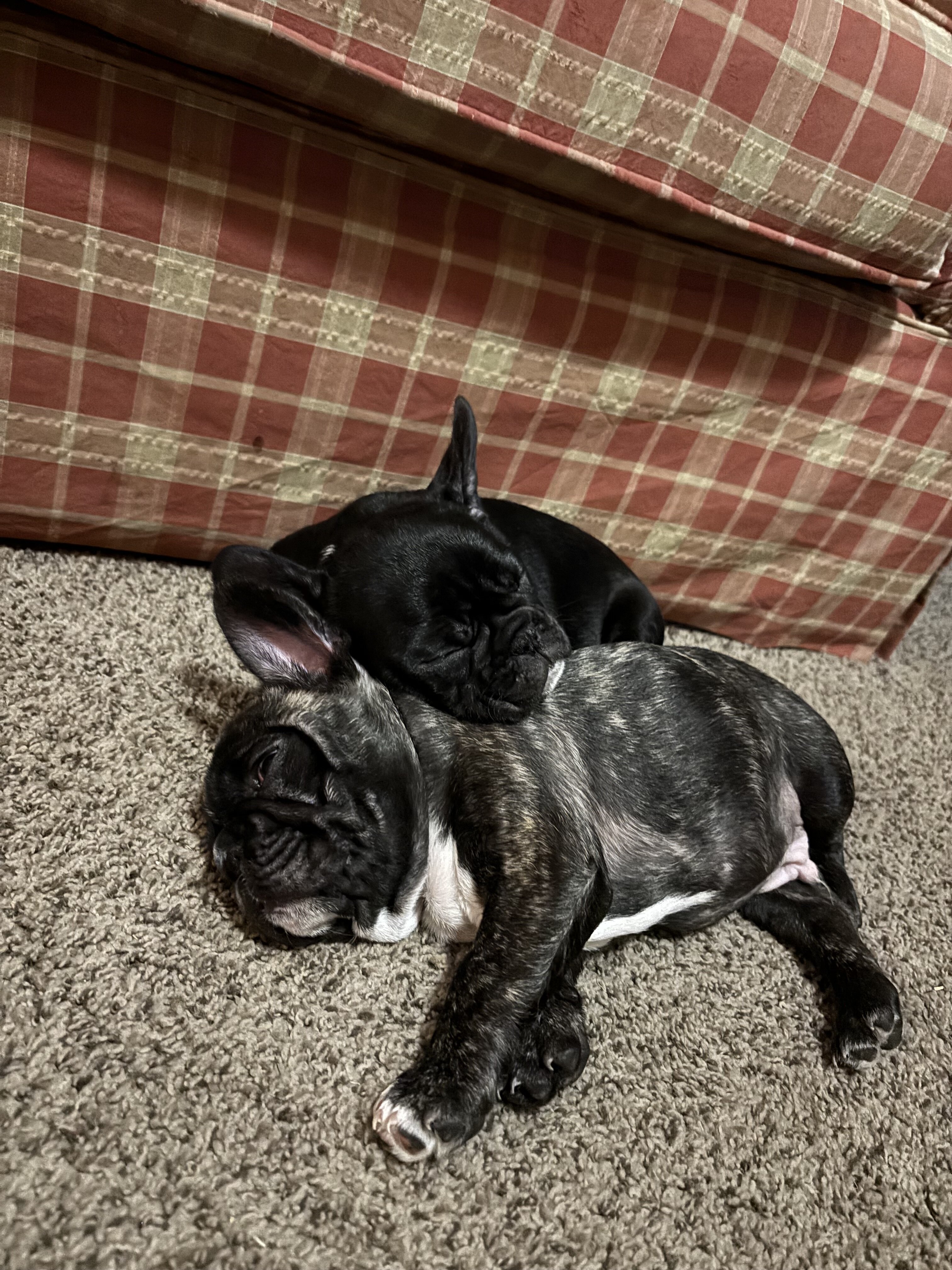 French Bull Dog Puppies image 1