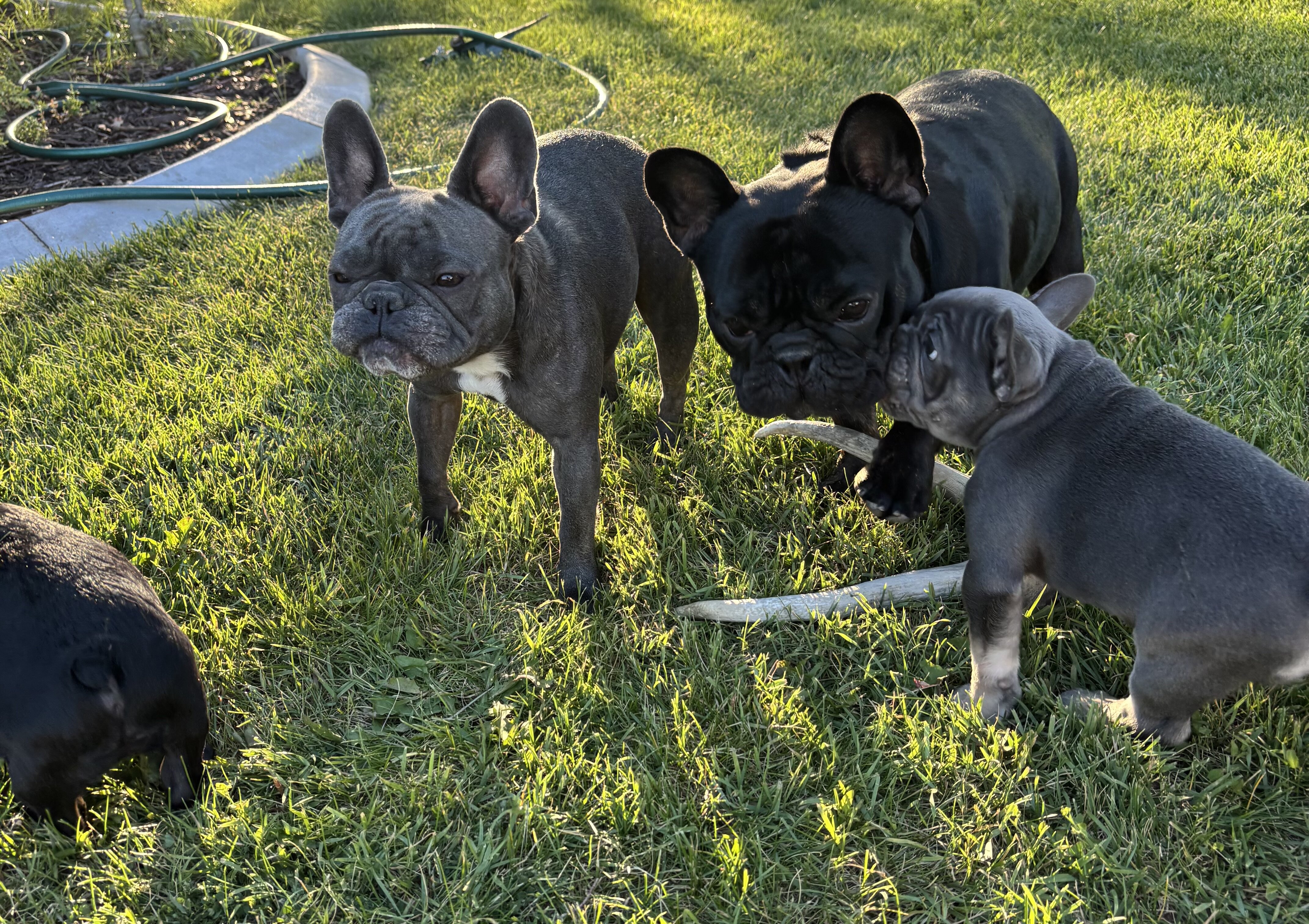 French Bull Dog Puppies image 5