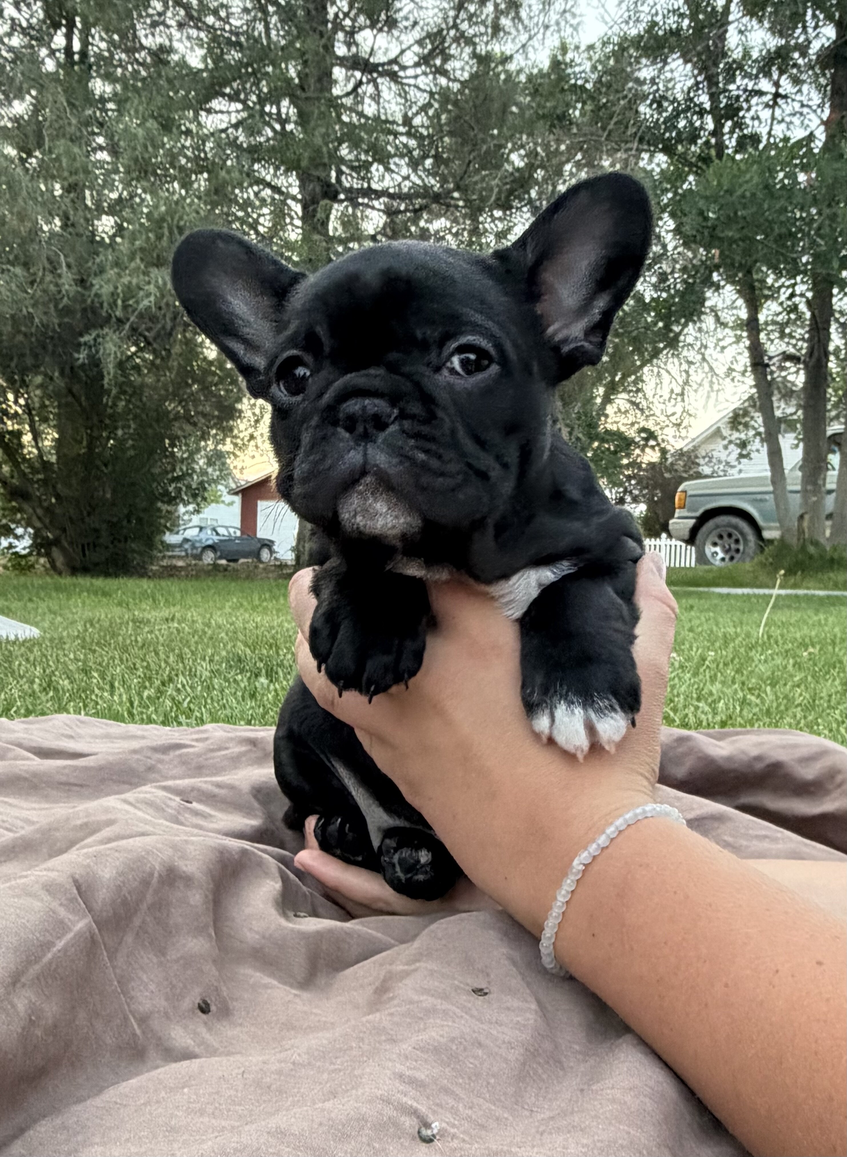 French Bull Dog Puppies image 7