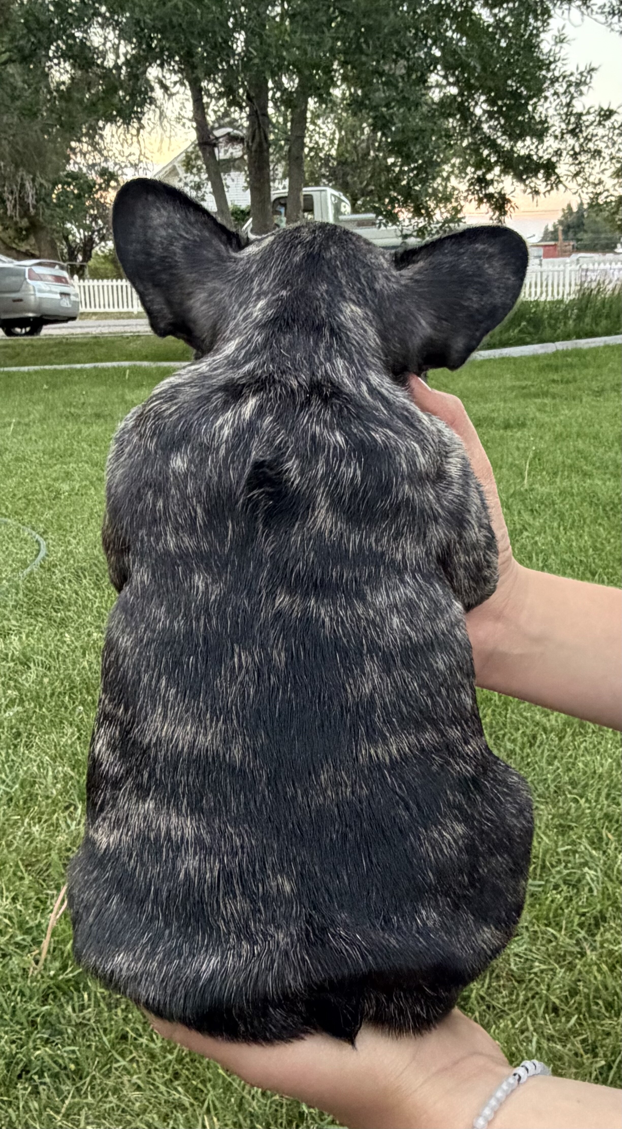 French Bull Dog Puppies image 4