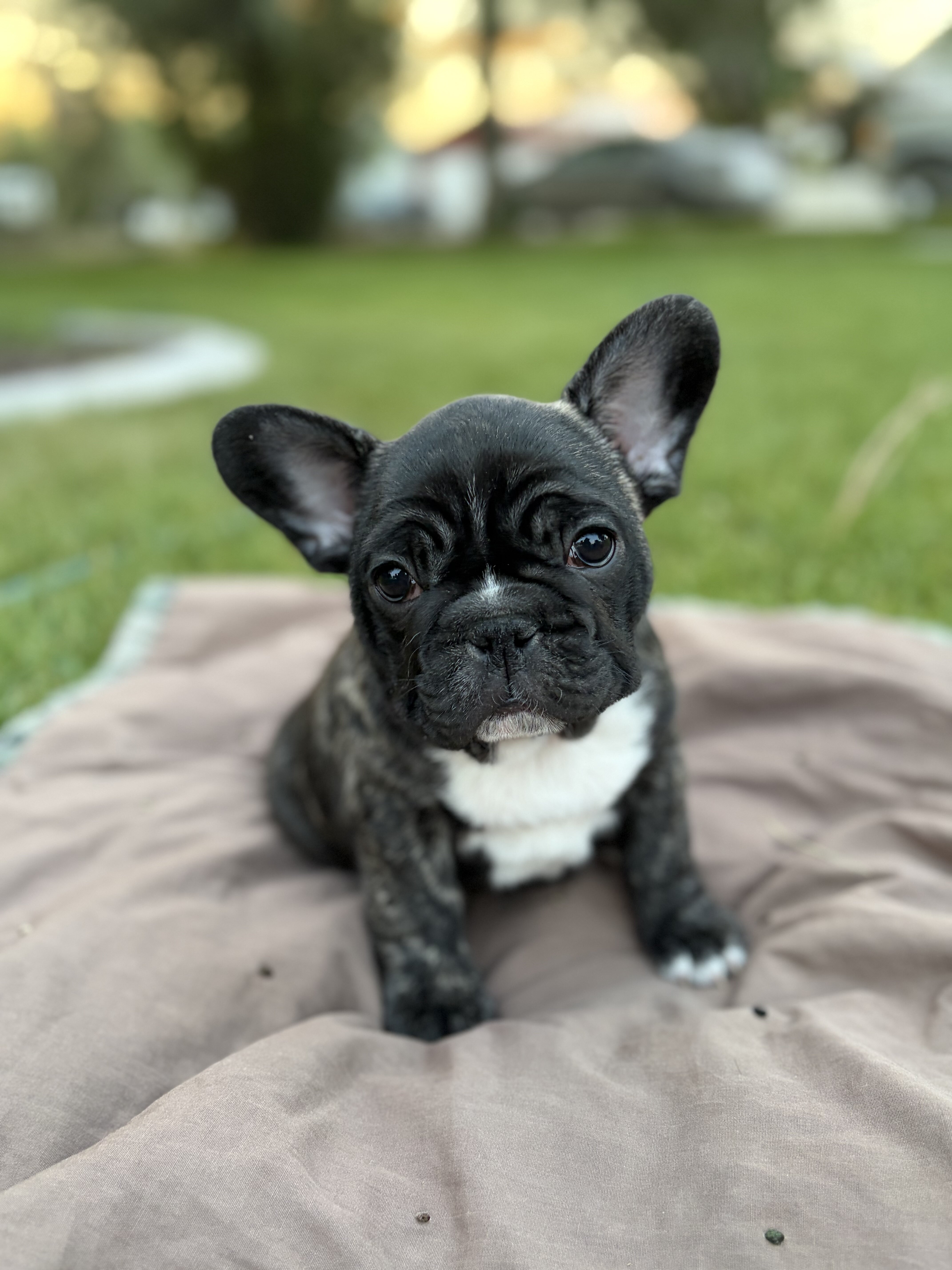 French Bull Dog Puppies image 3