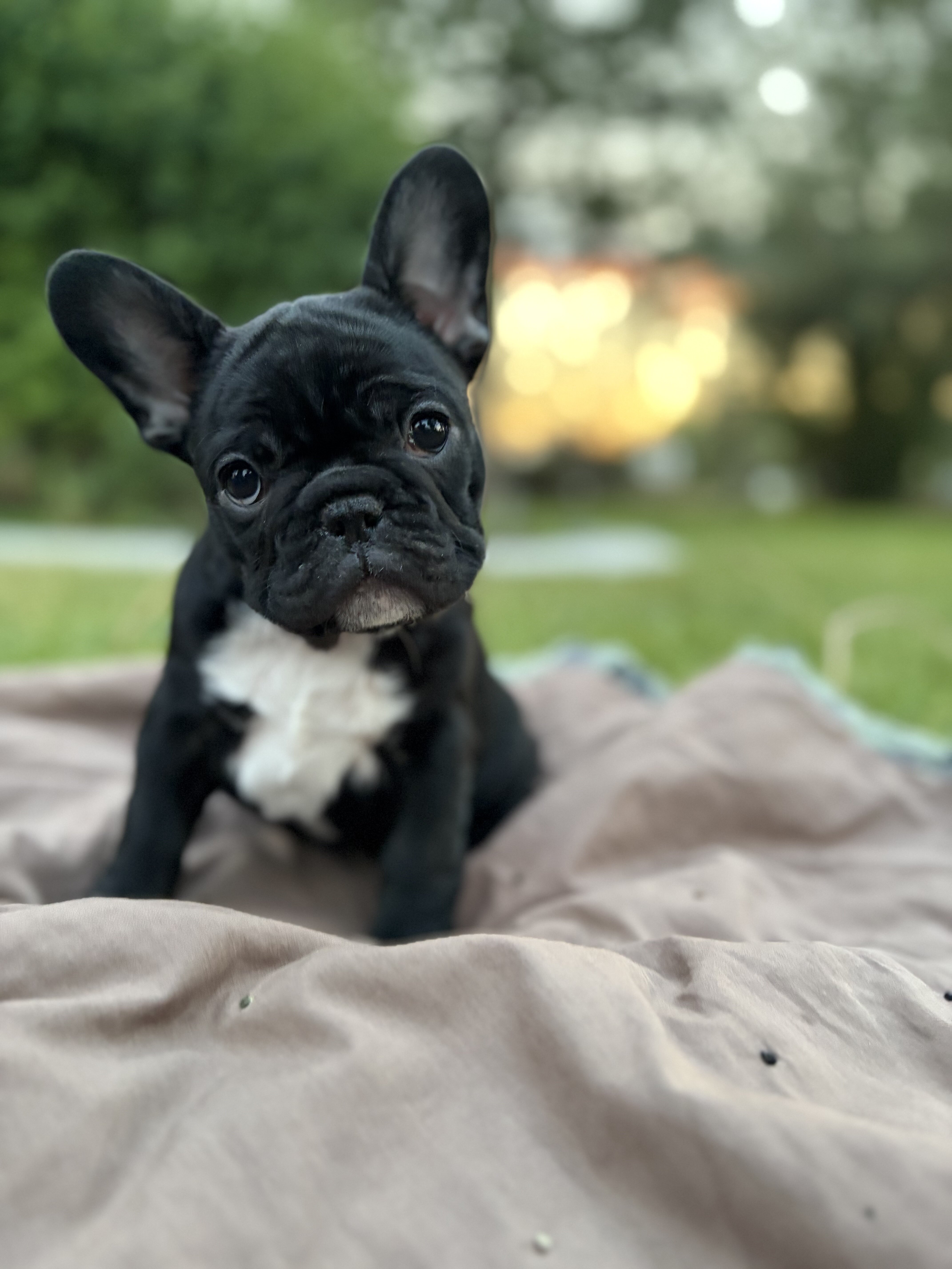 French Bull Dog Puppies image 6