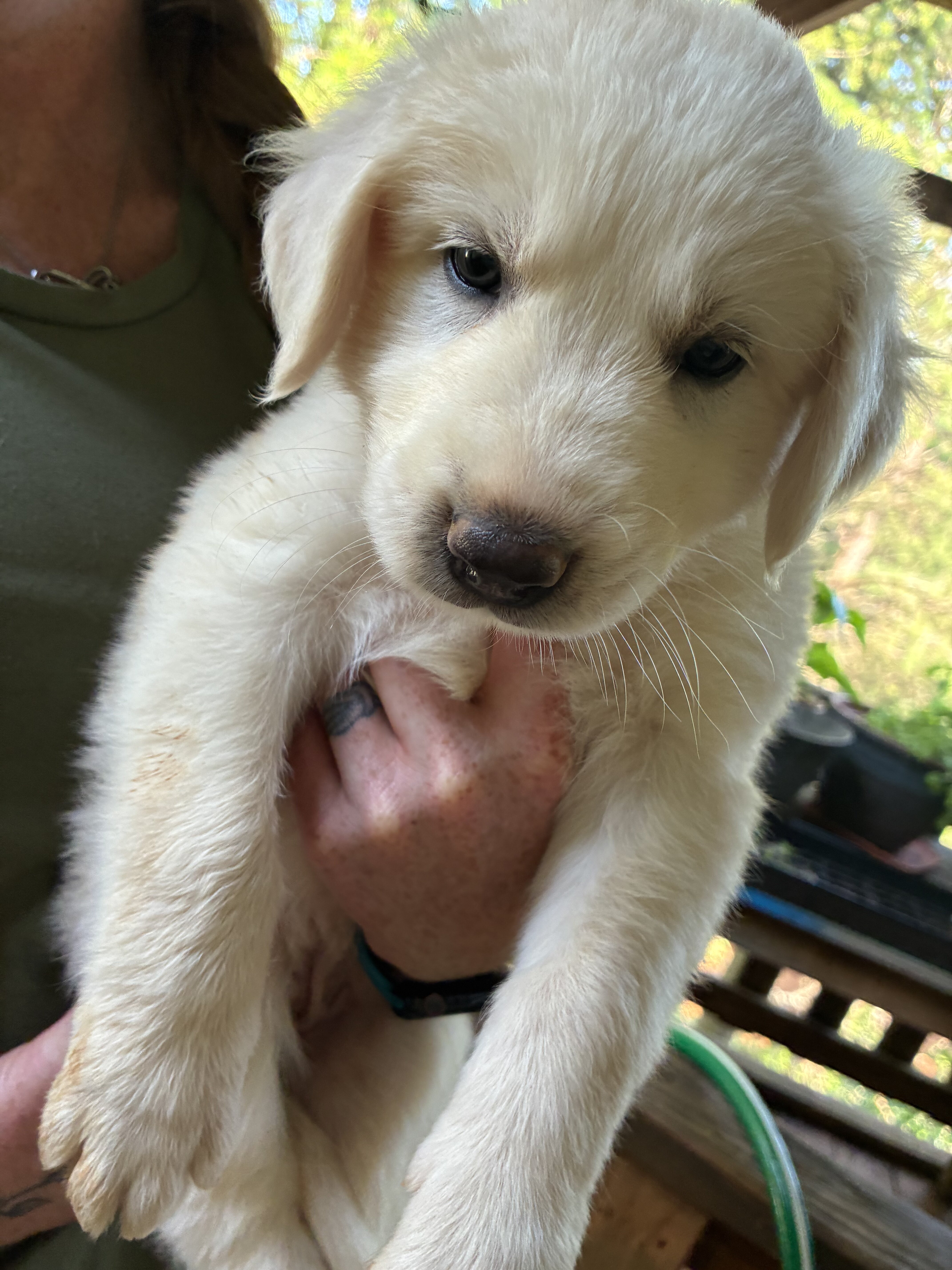 Great Pyrenees /Anatolian Shepard Puppies image 1