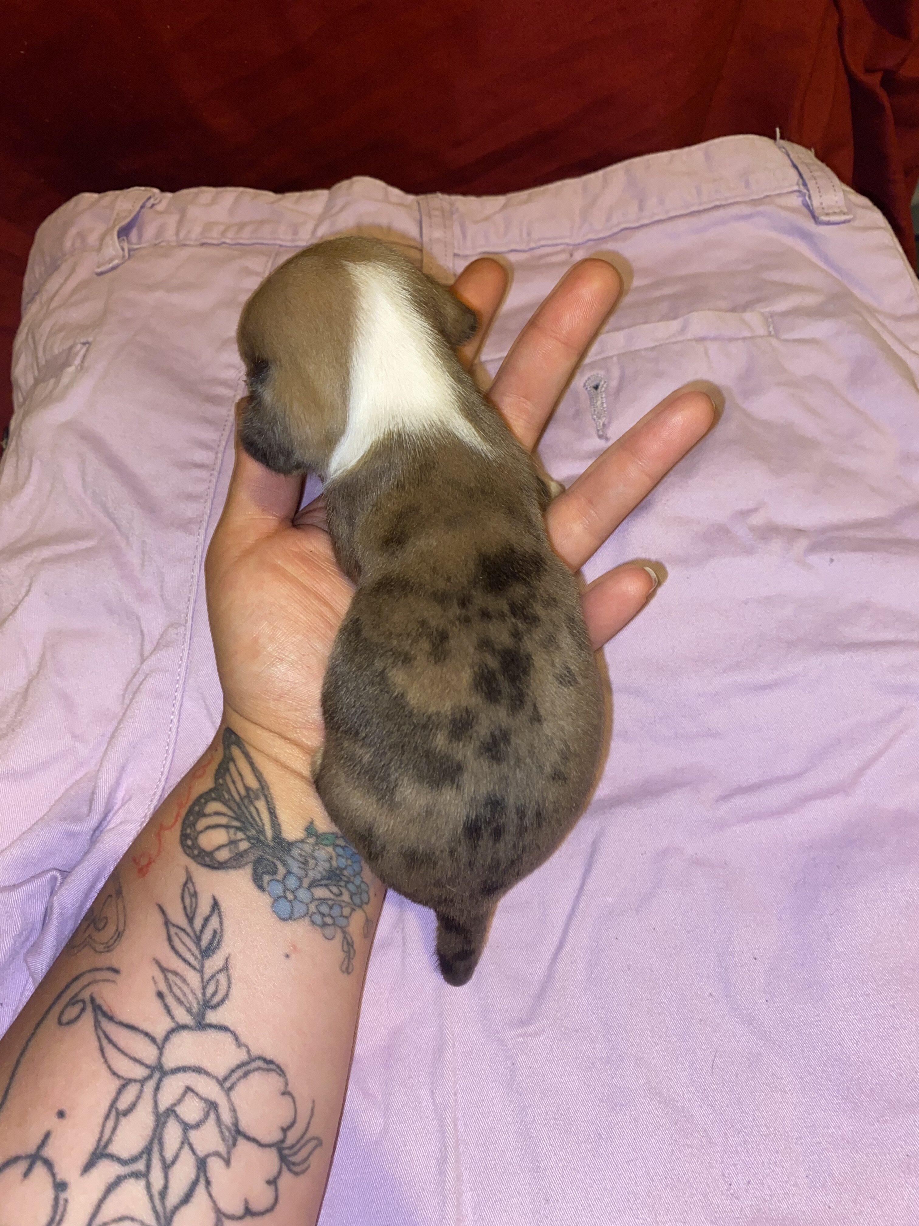 Chiweenie image 1