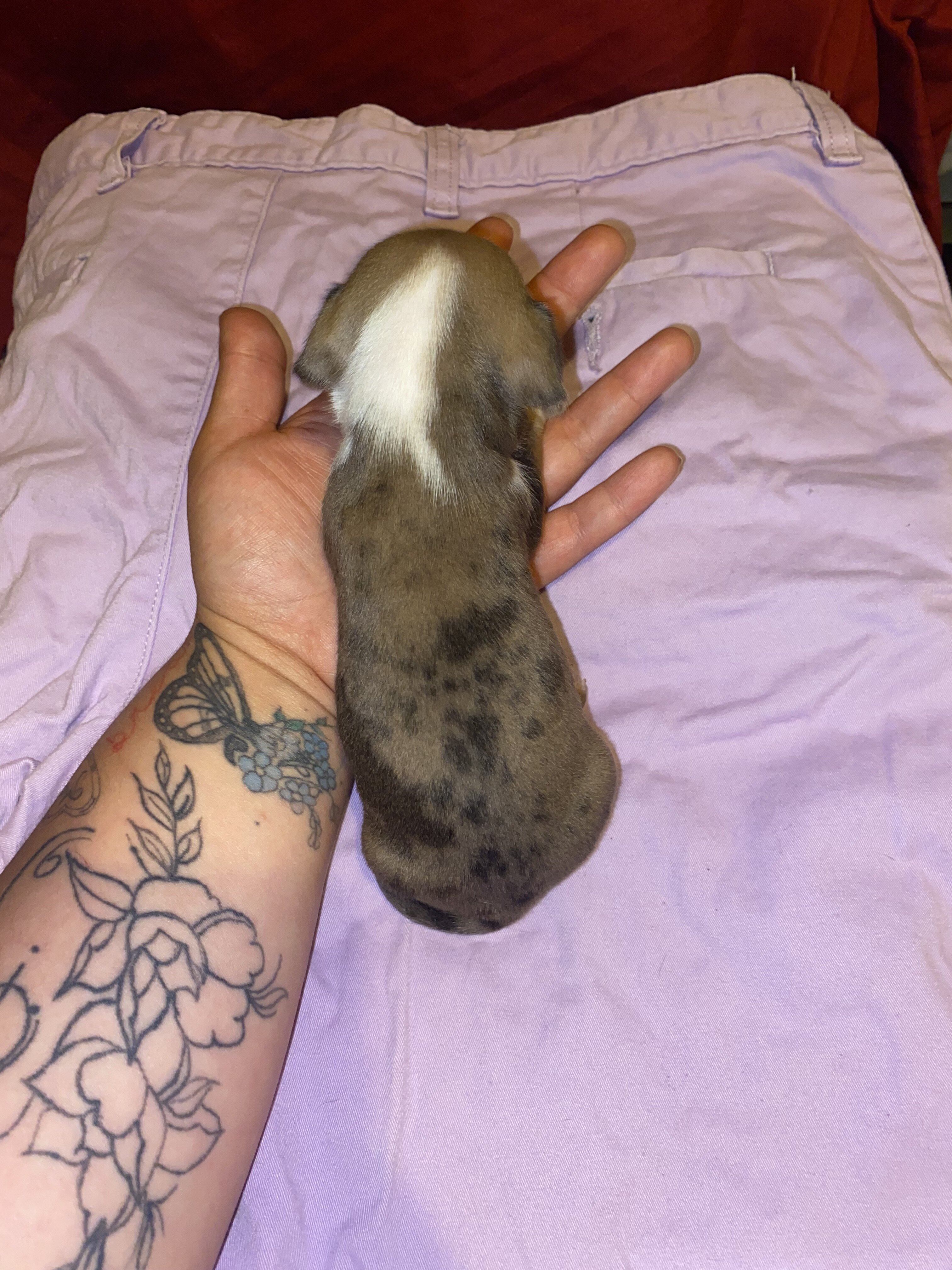 Chiweenie image 2
