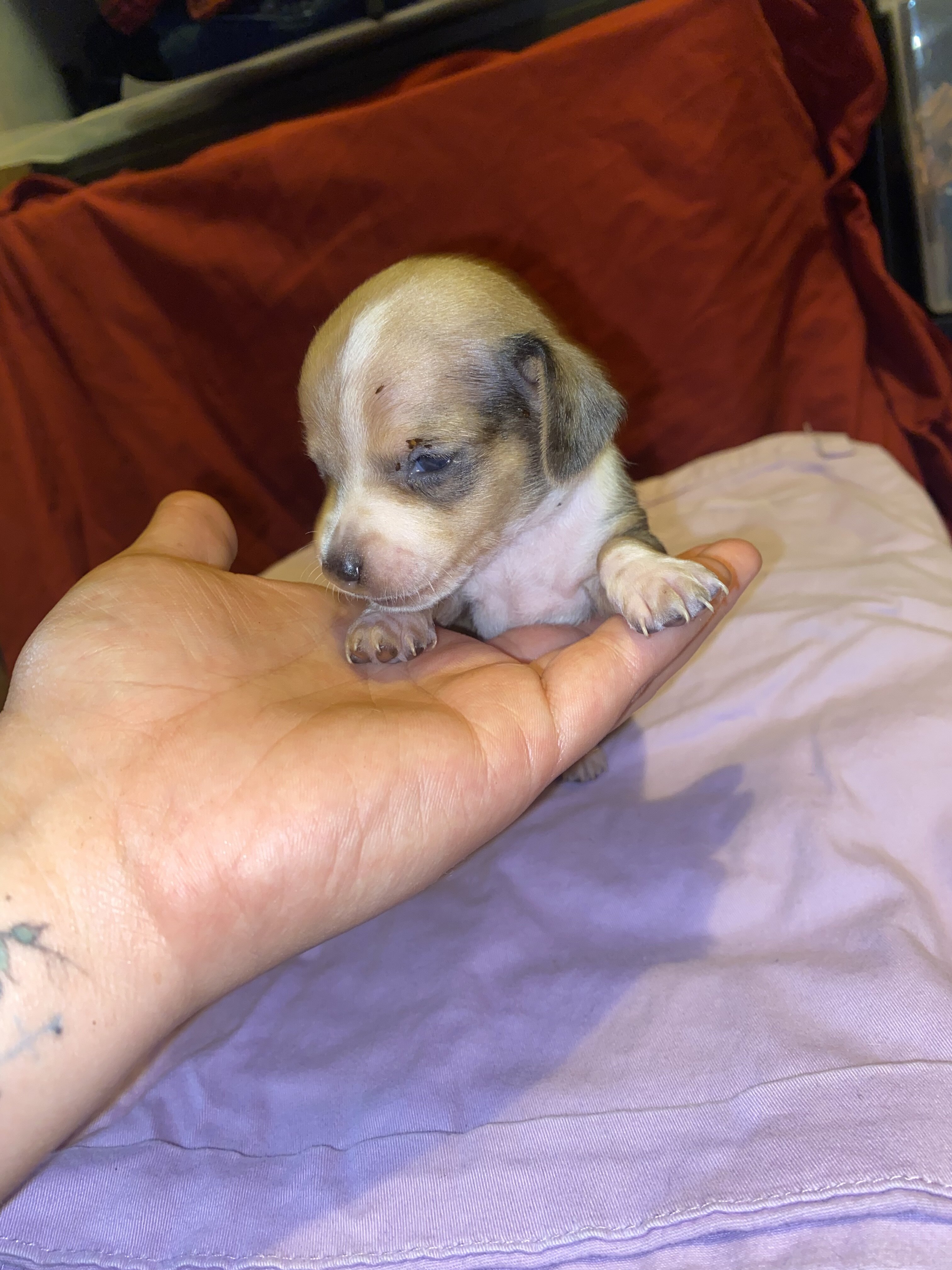 Chiweenie image 3