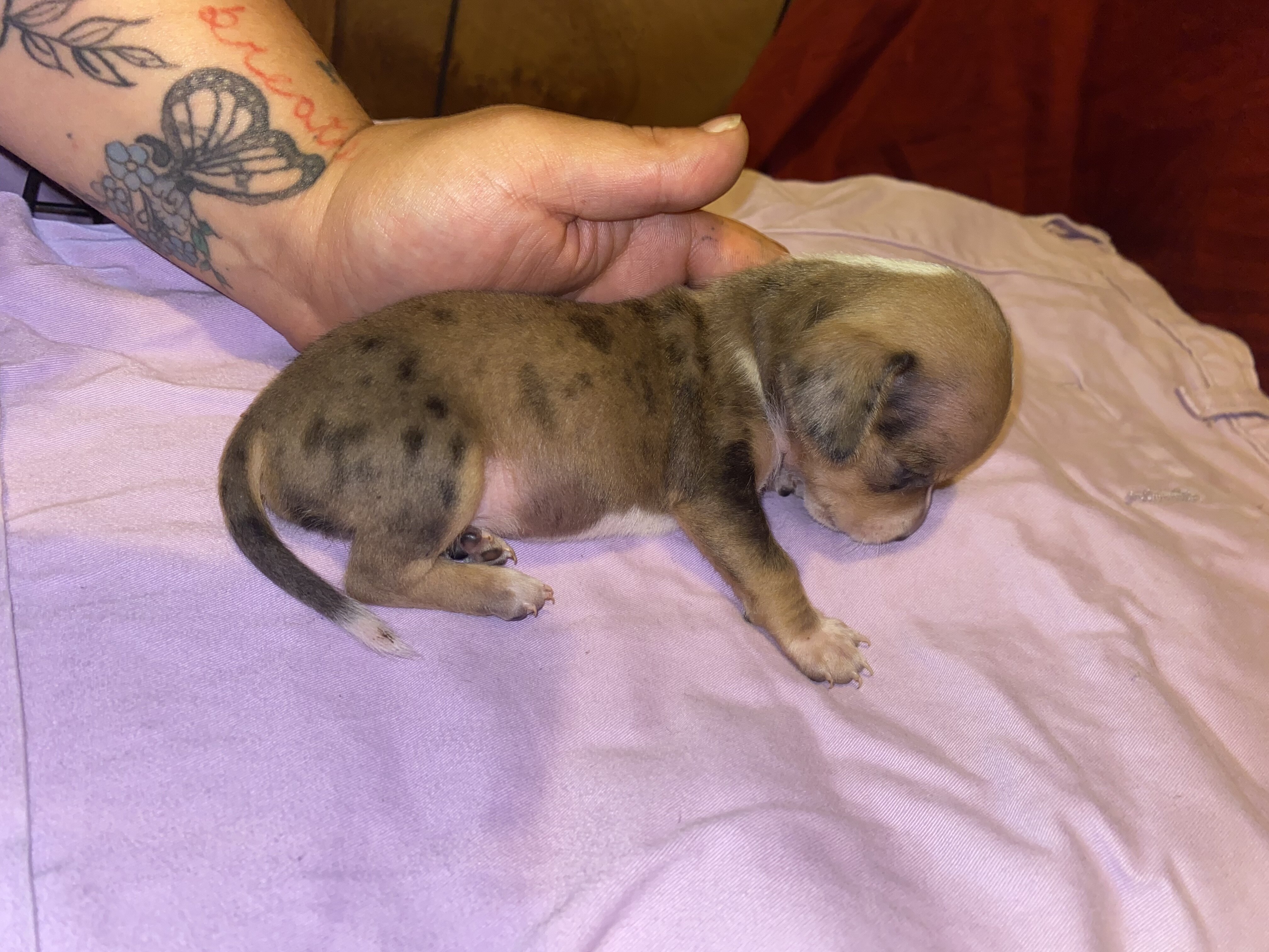 Chiweenie image 4
