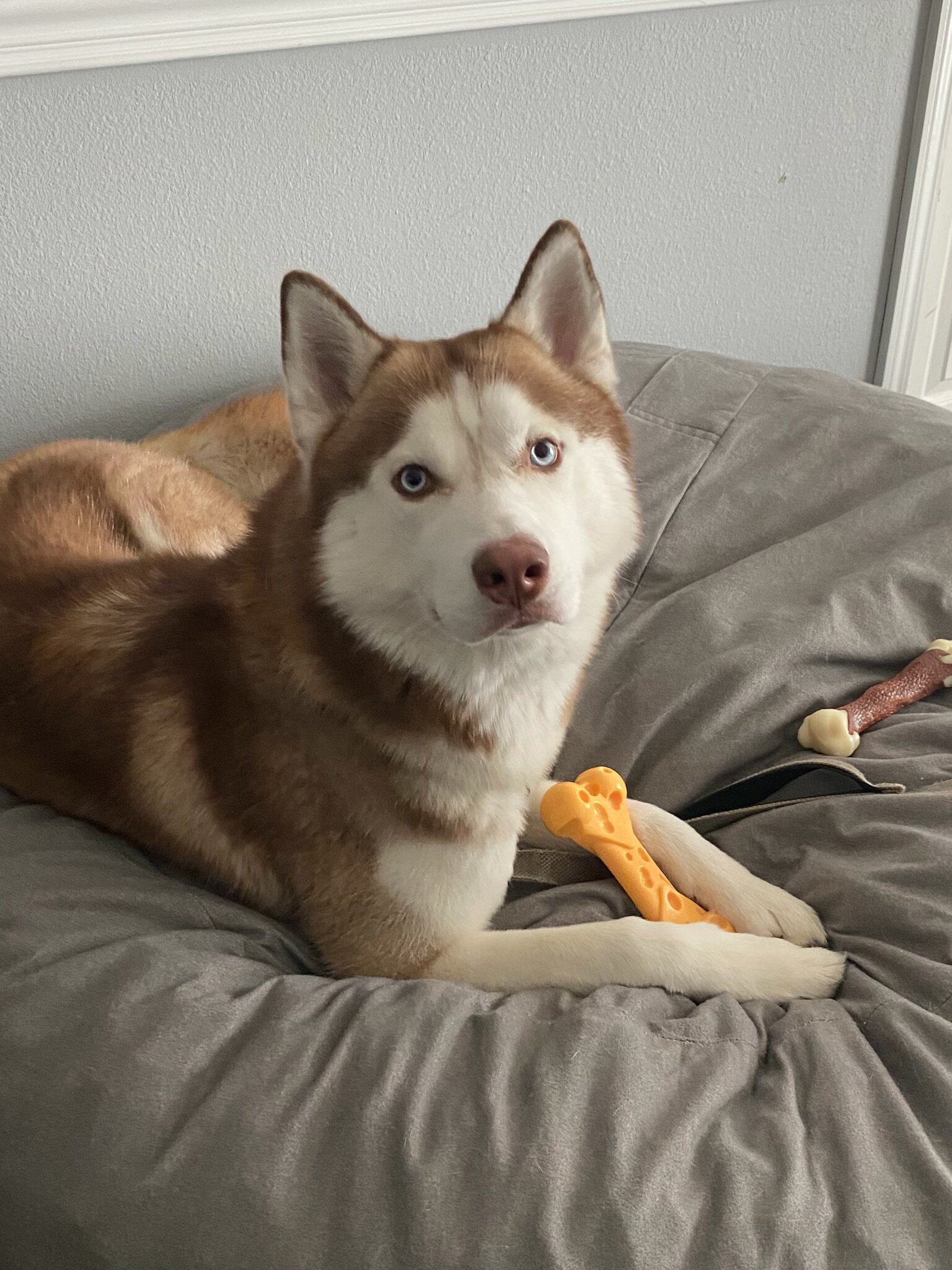 Siberian Husky image 4