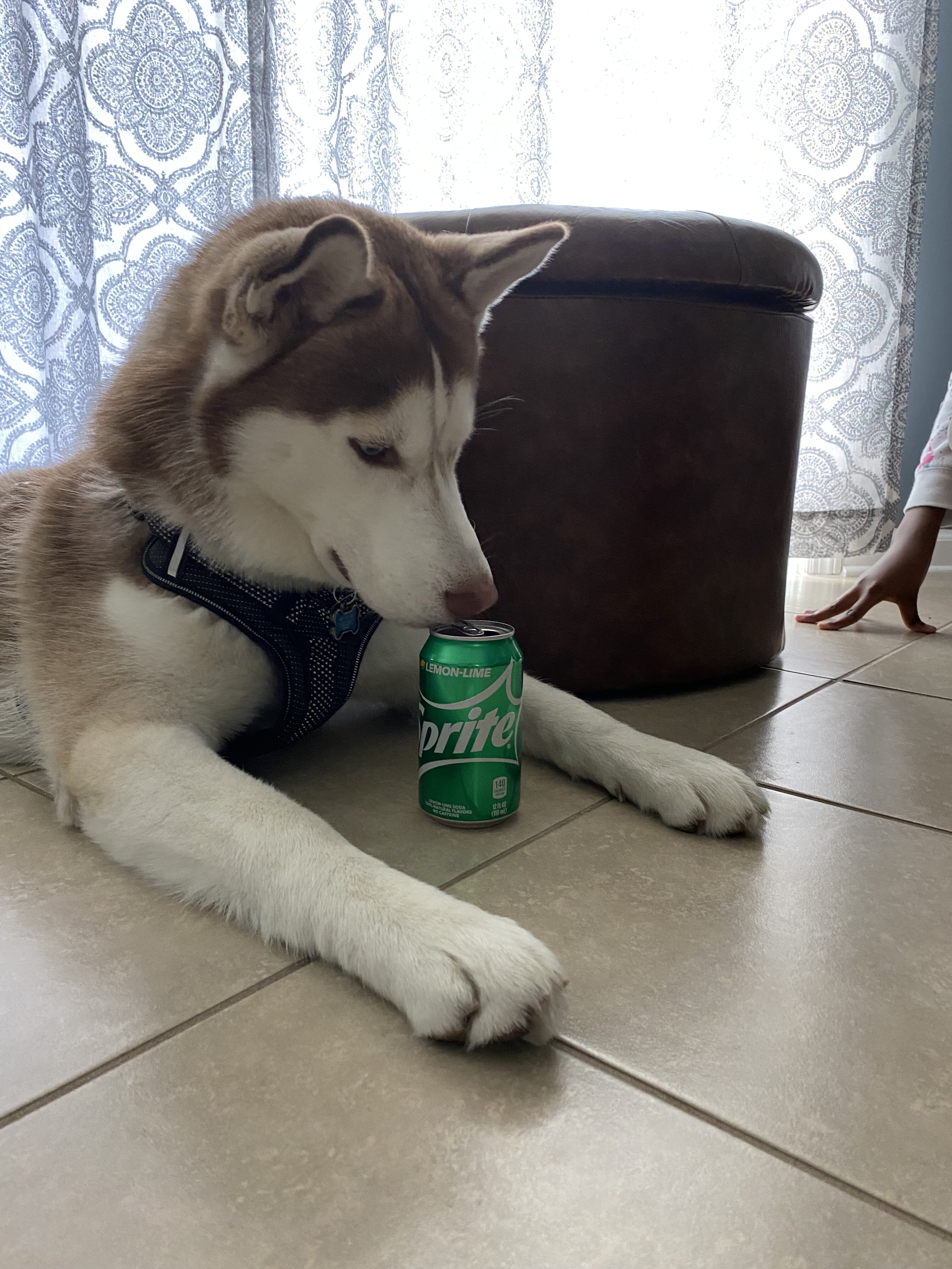 Siberian Husky image 3