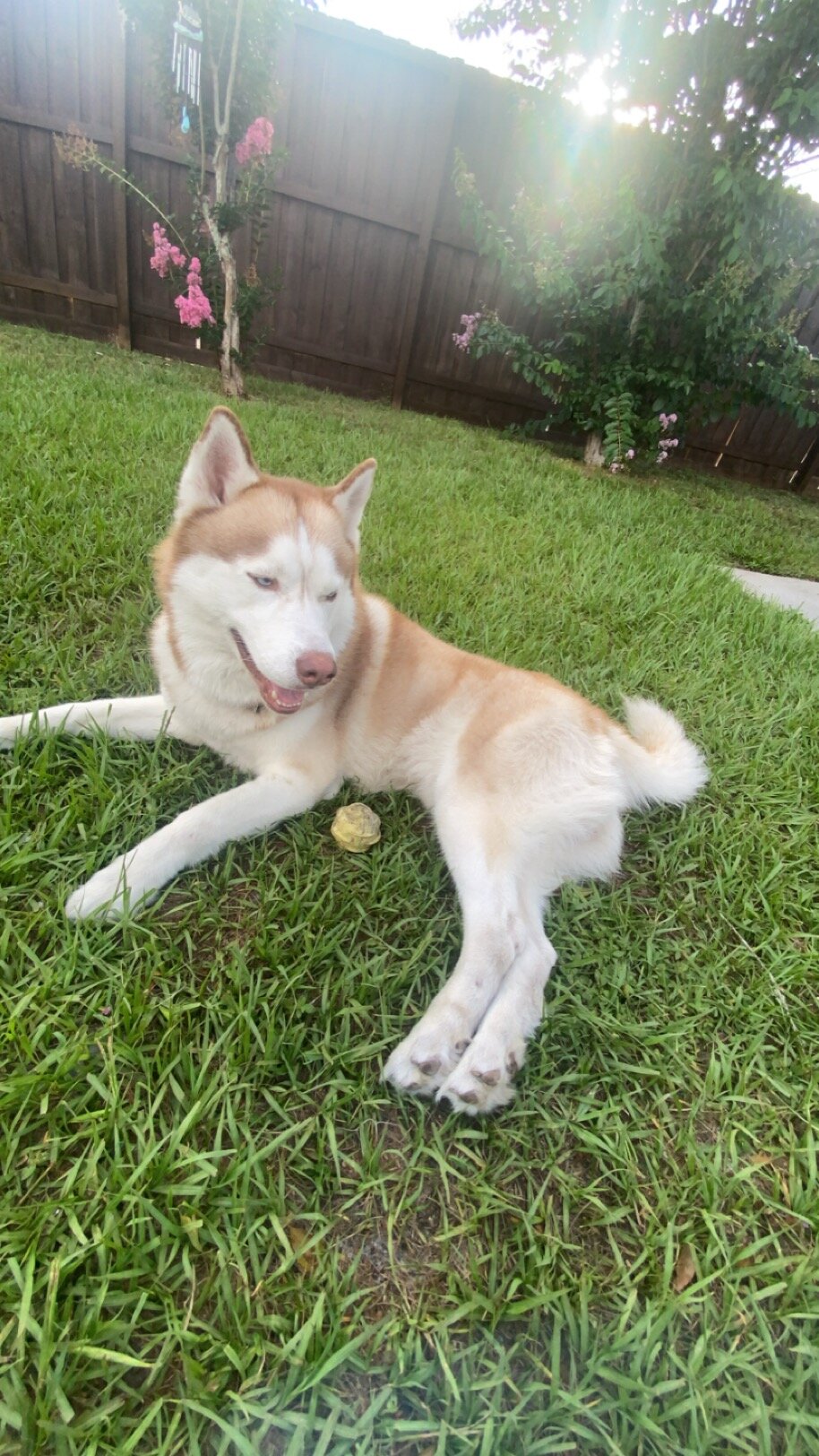 Siberian Husky image 1