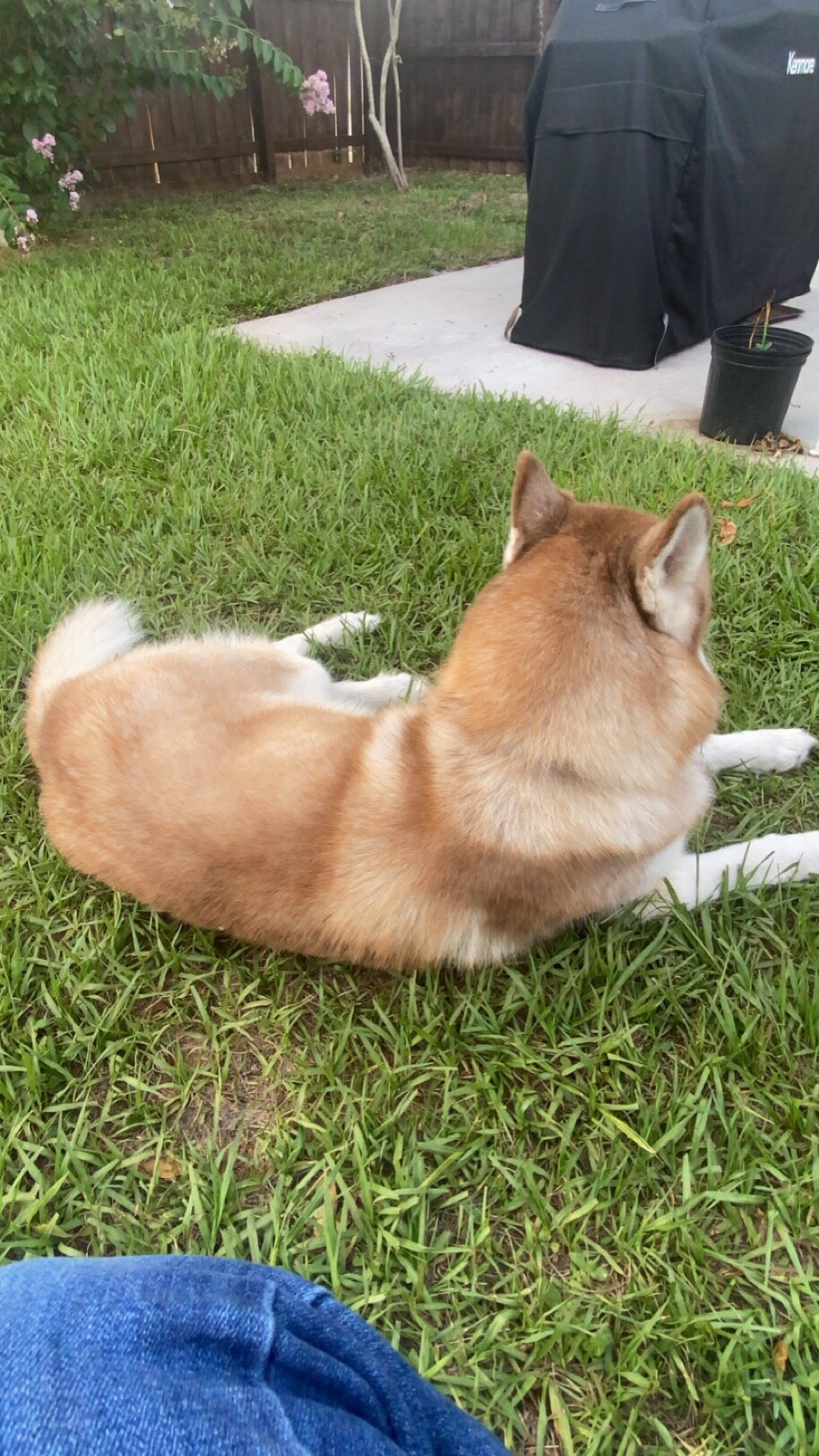 Siberian Husky image 2