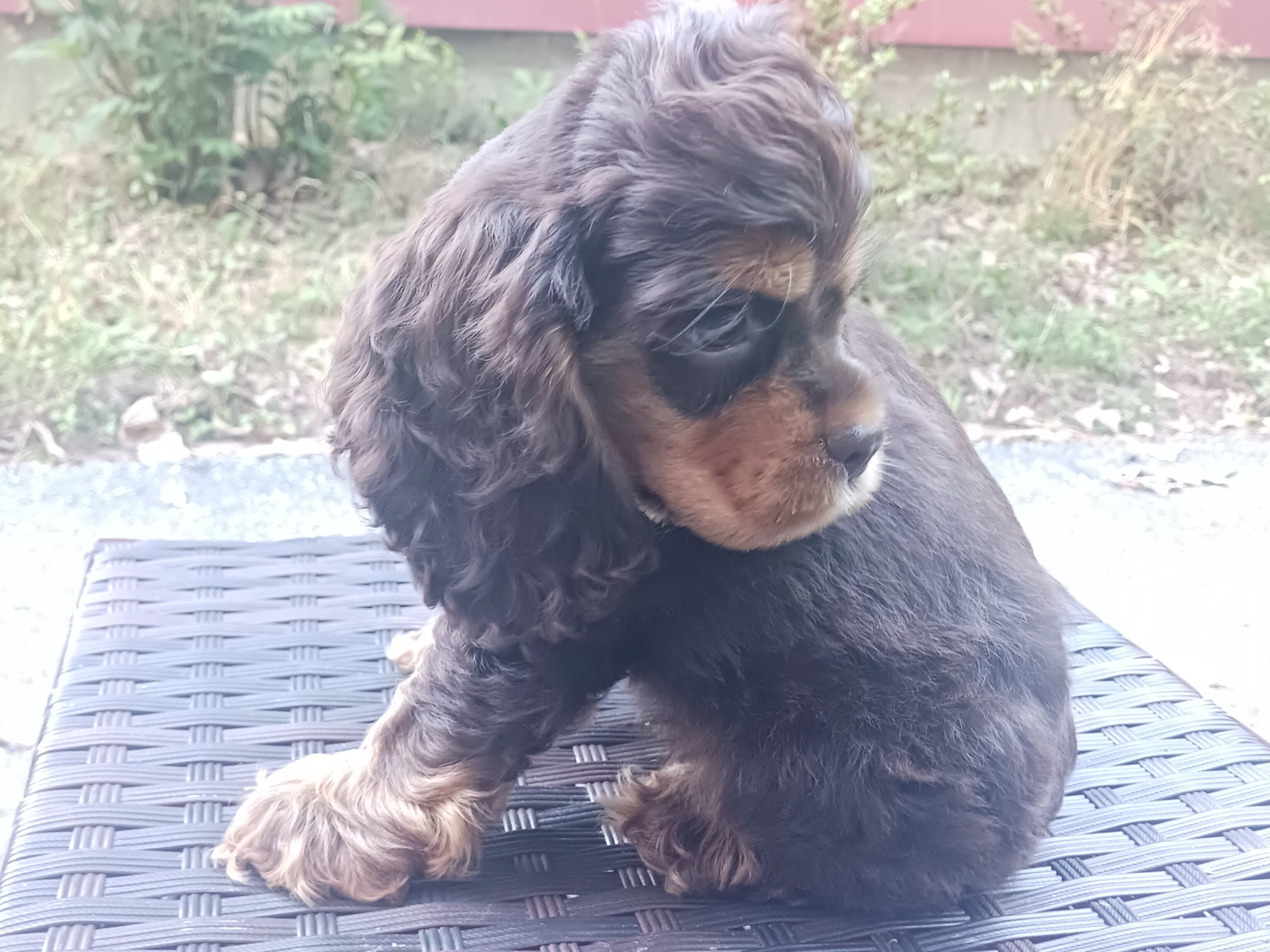 Cocker girl image 2