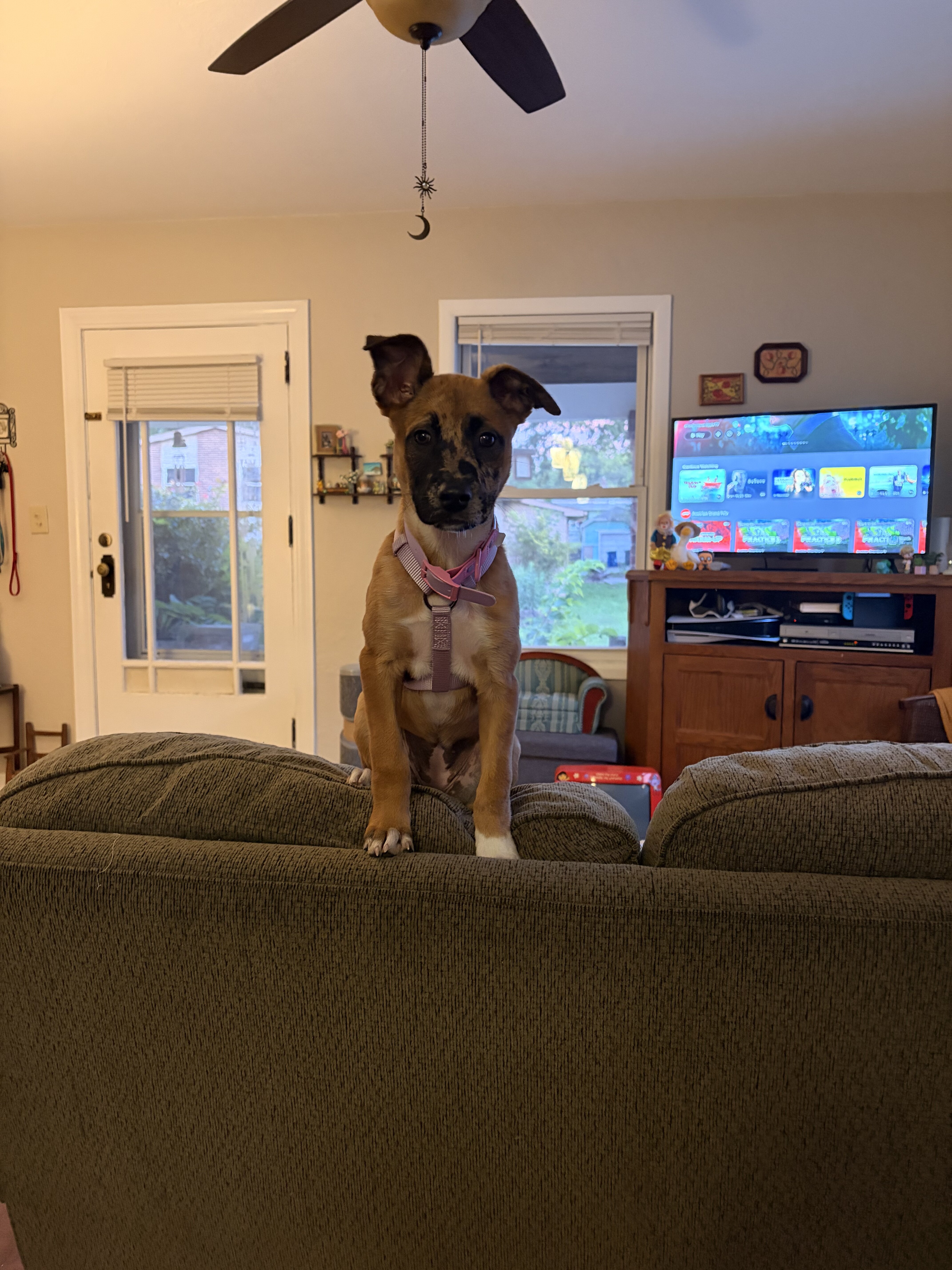 Catahoula shepherd mix image 1