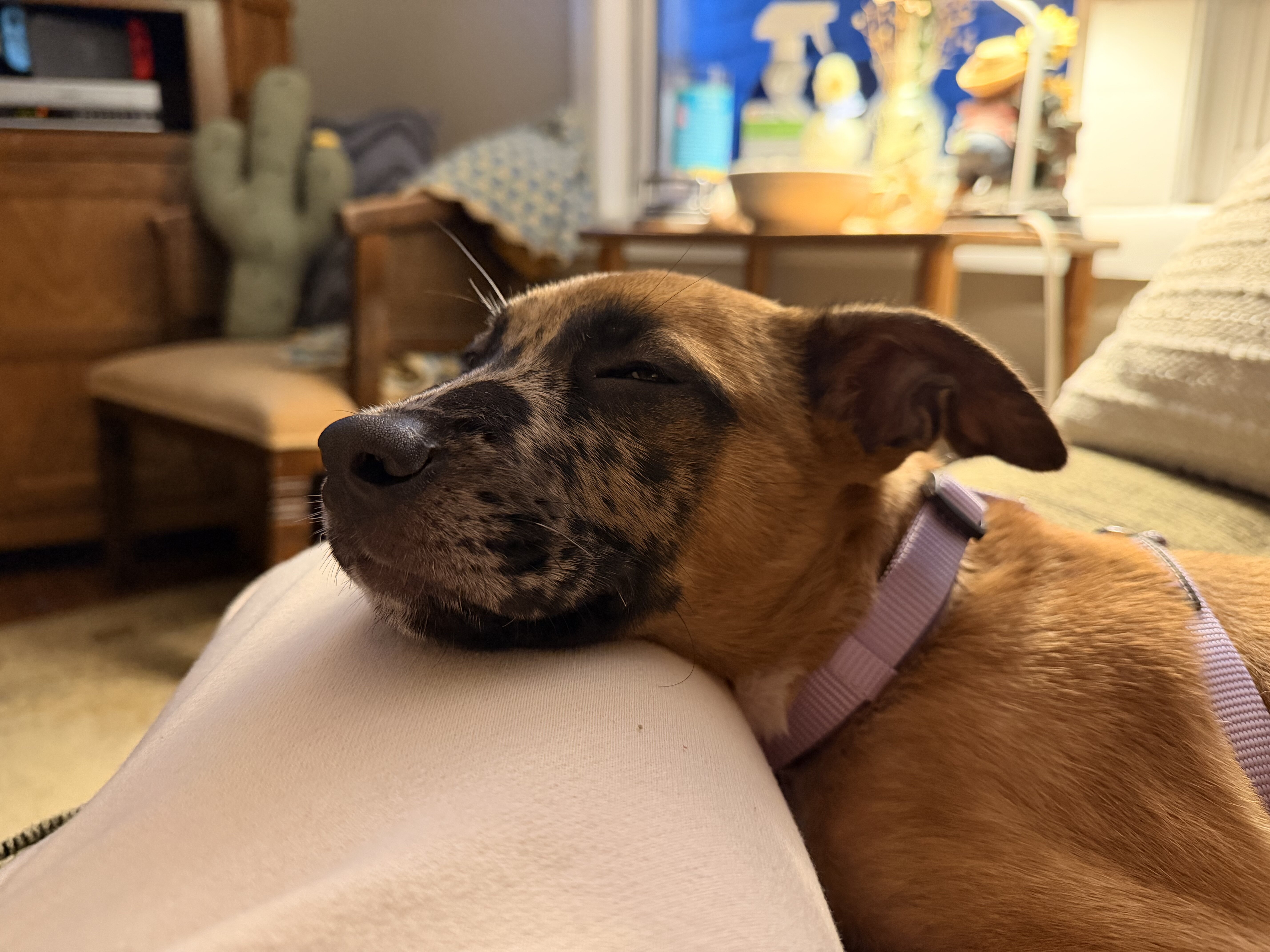 Catahoula shepherd mix image 2