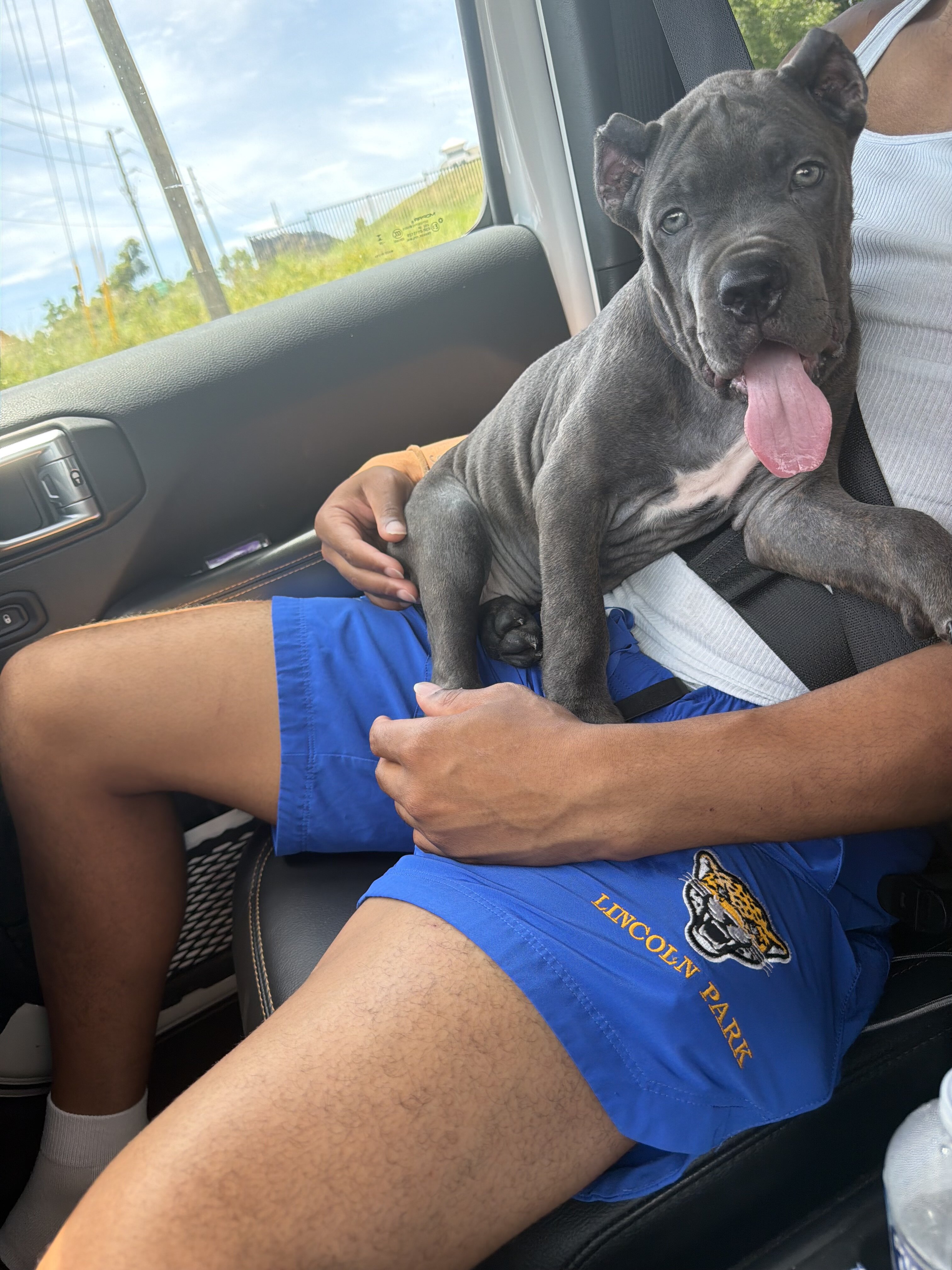 Cane Corso image 2