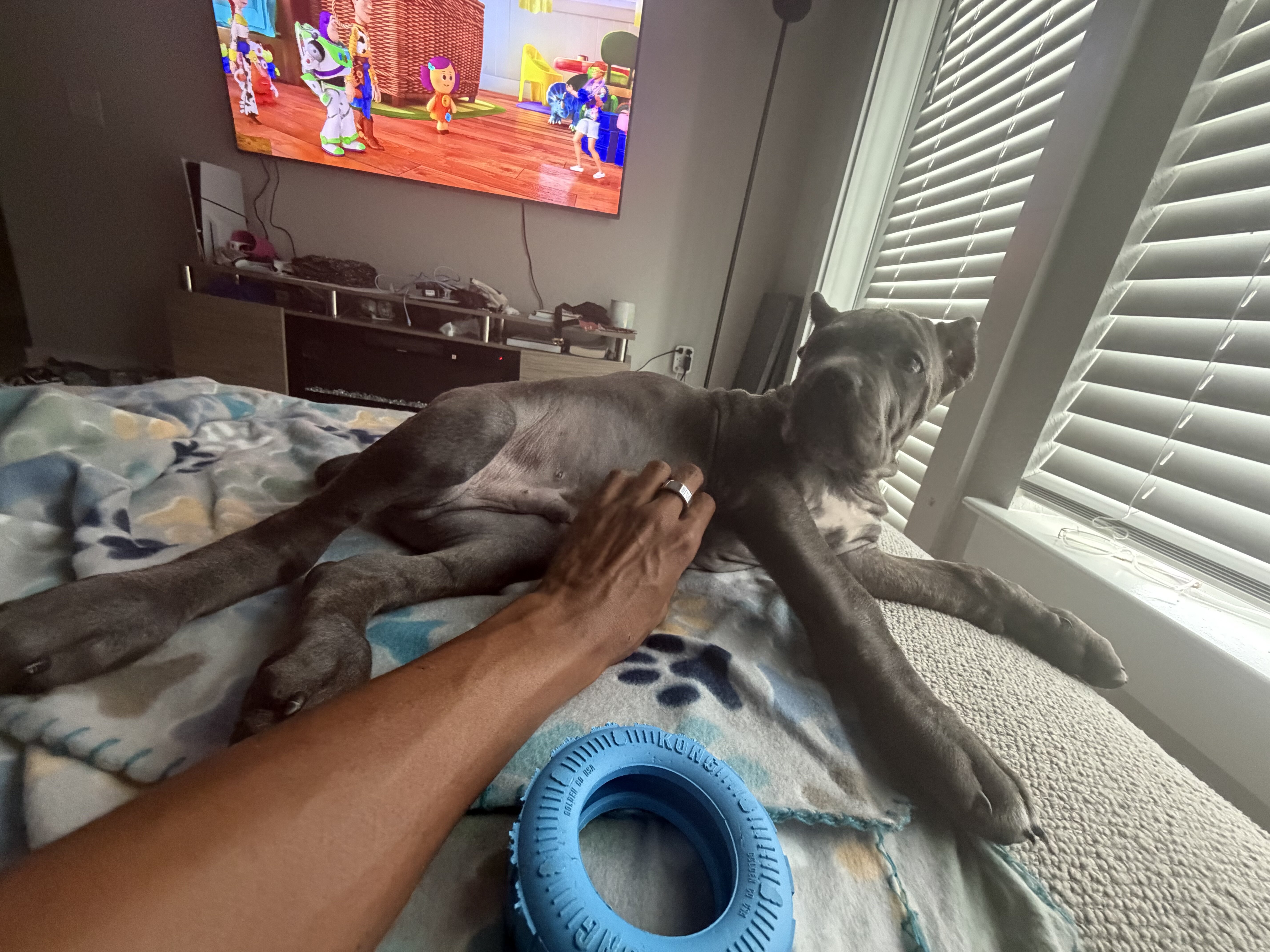 Cane Corso image 3
