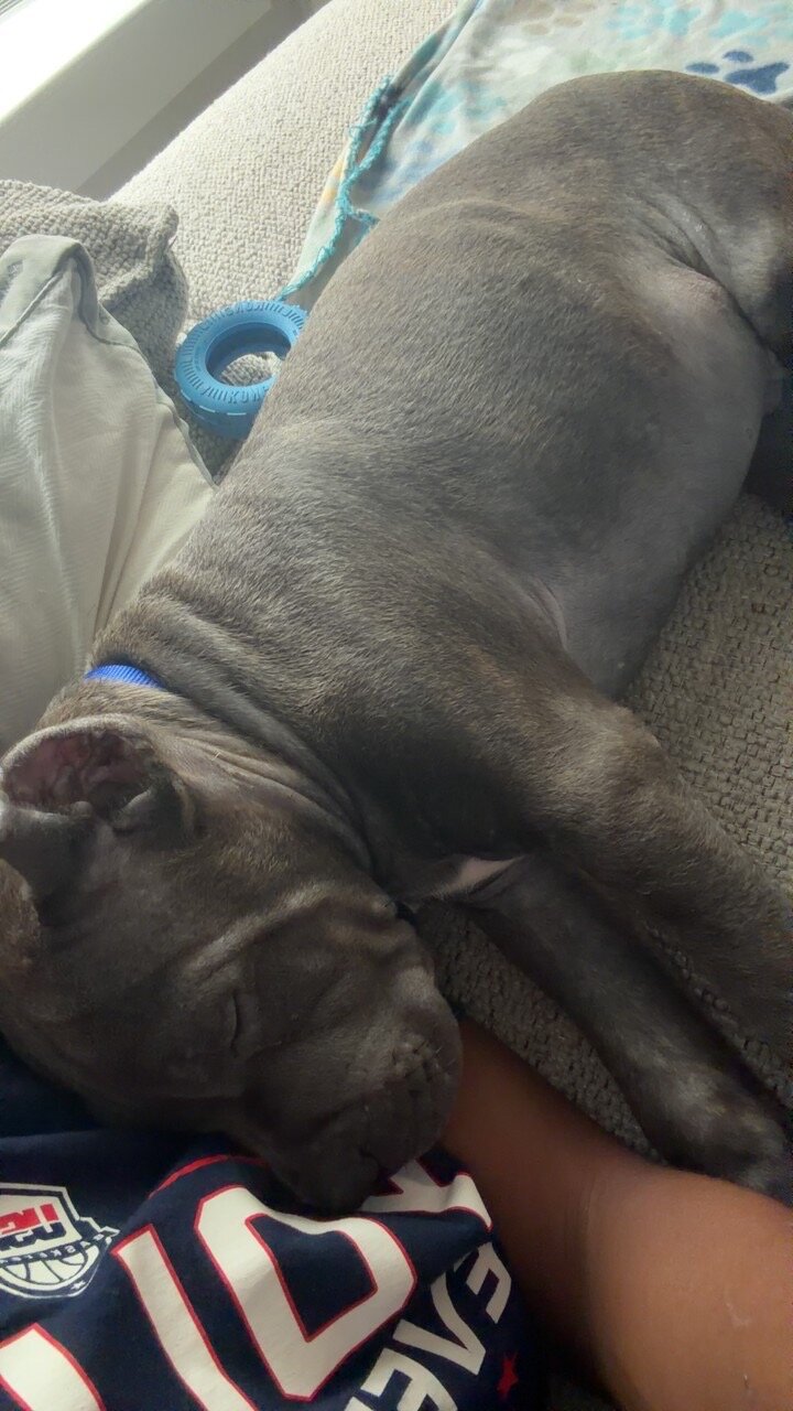 Cane Corso image 1