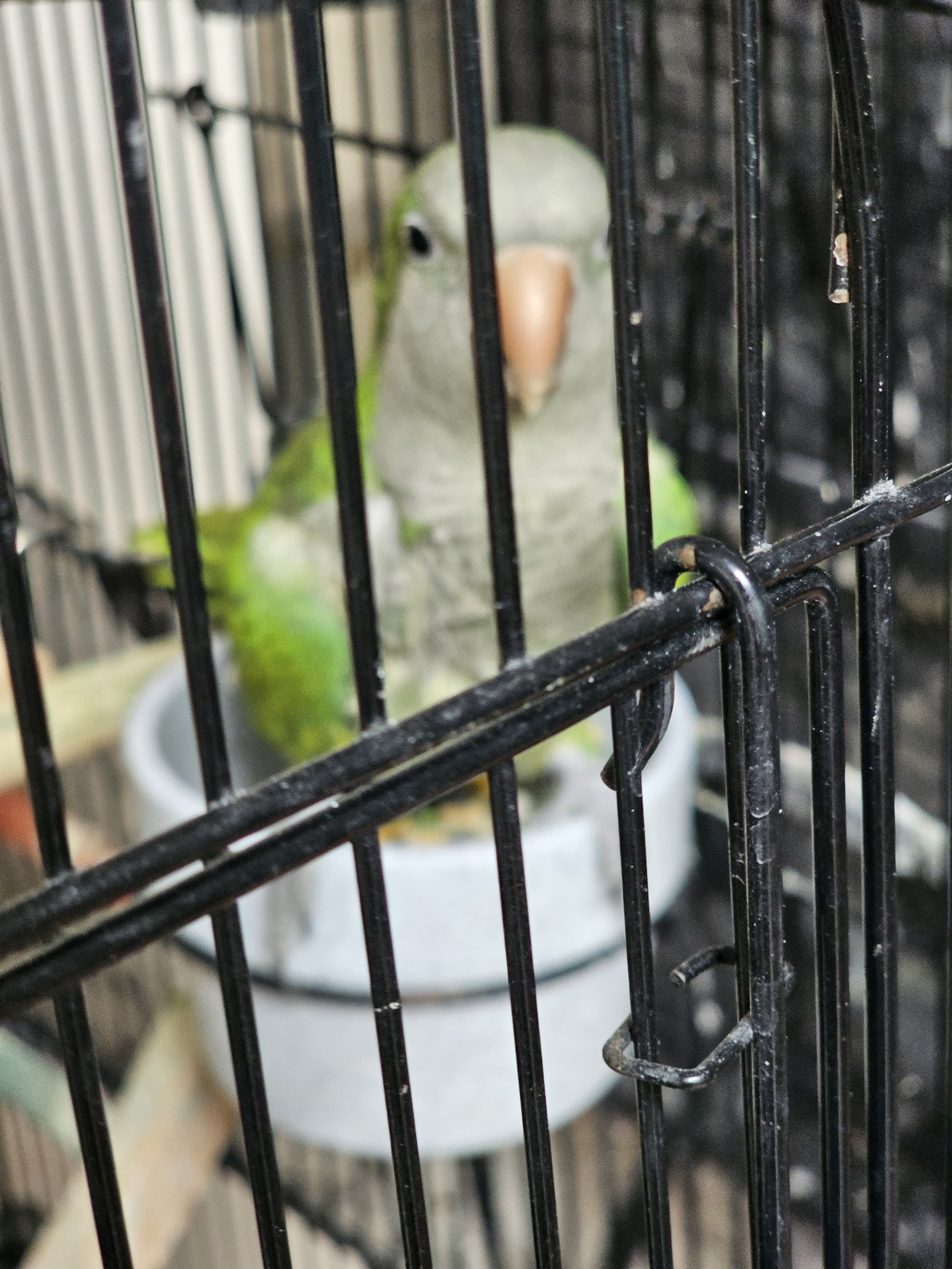 Quaker Parrot Male and Female image 1