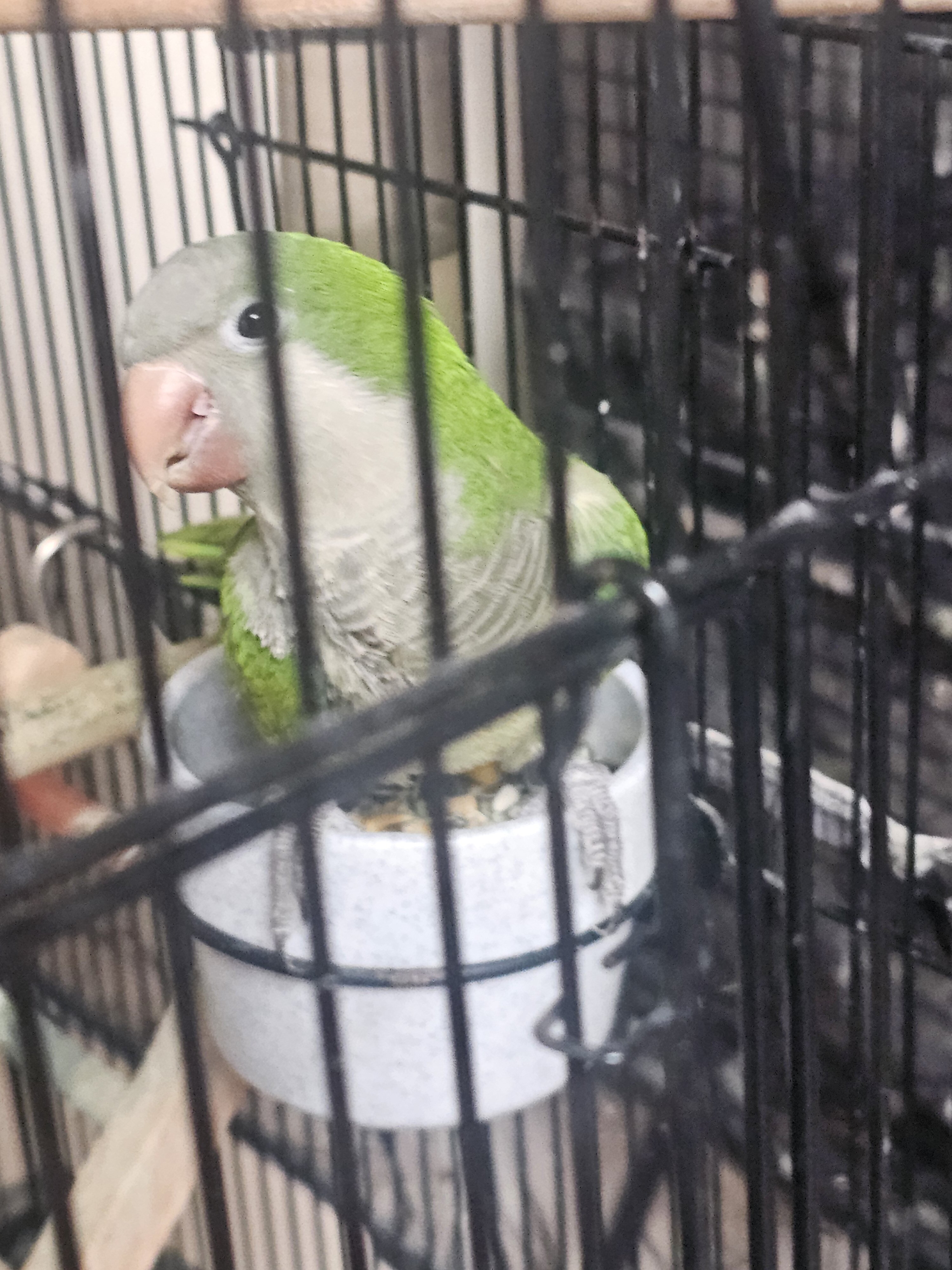 Quaker Parrot Male and Female image 6