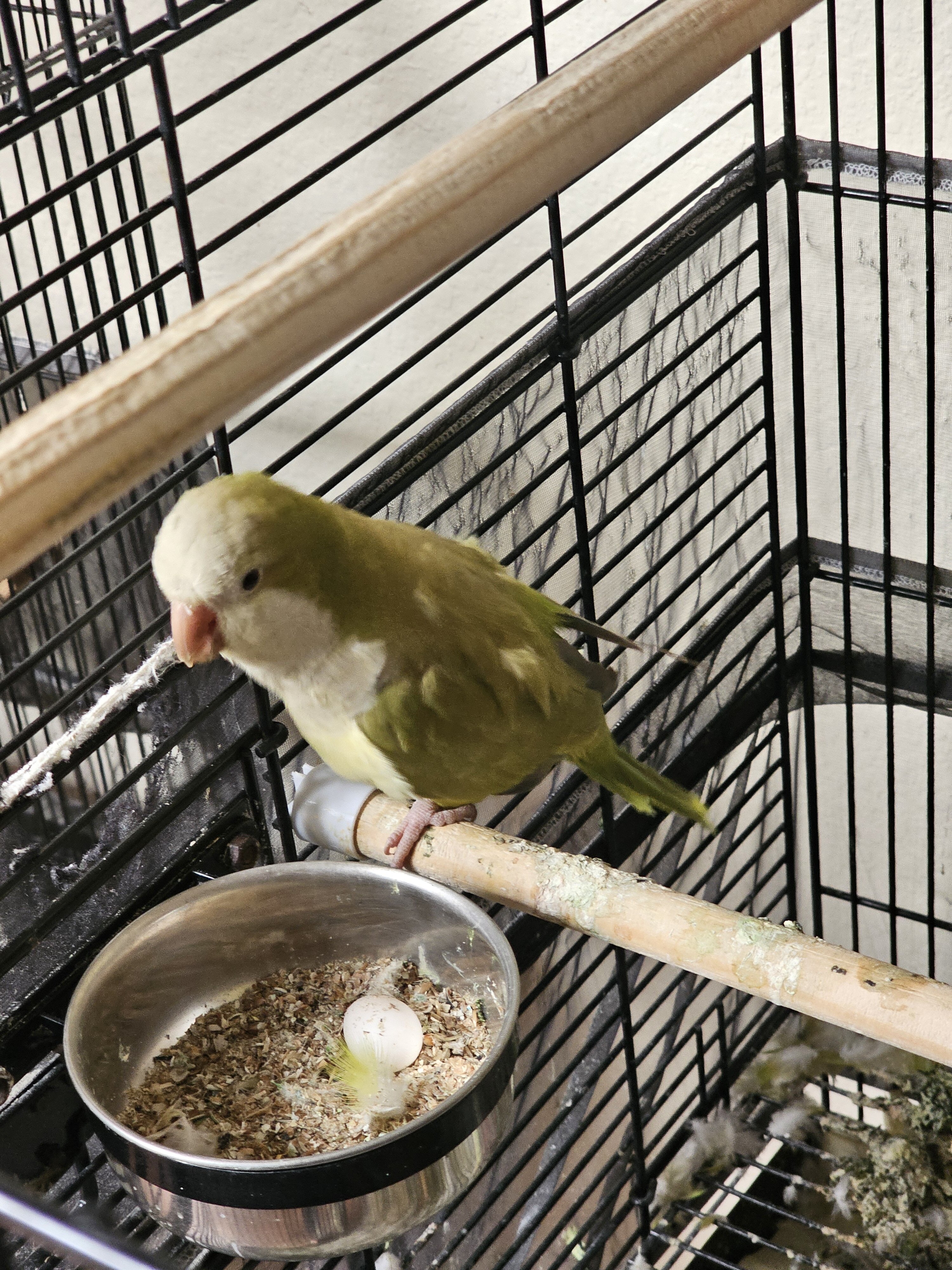 Quaker Parrot Male and Female image 4
