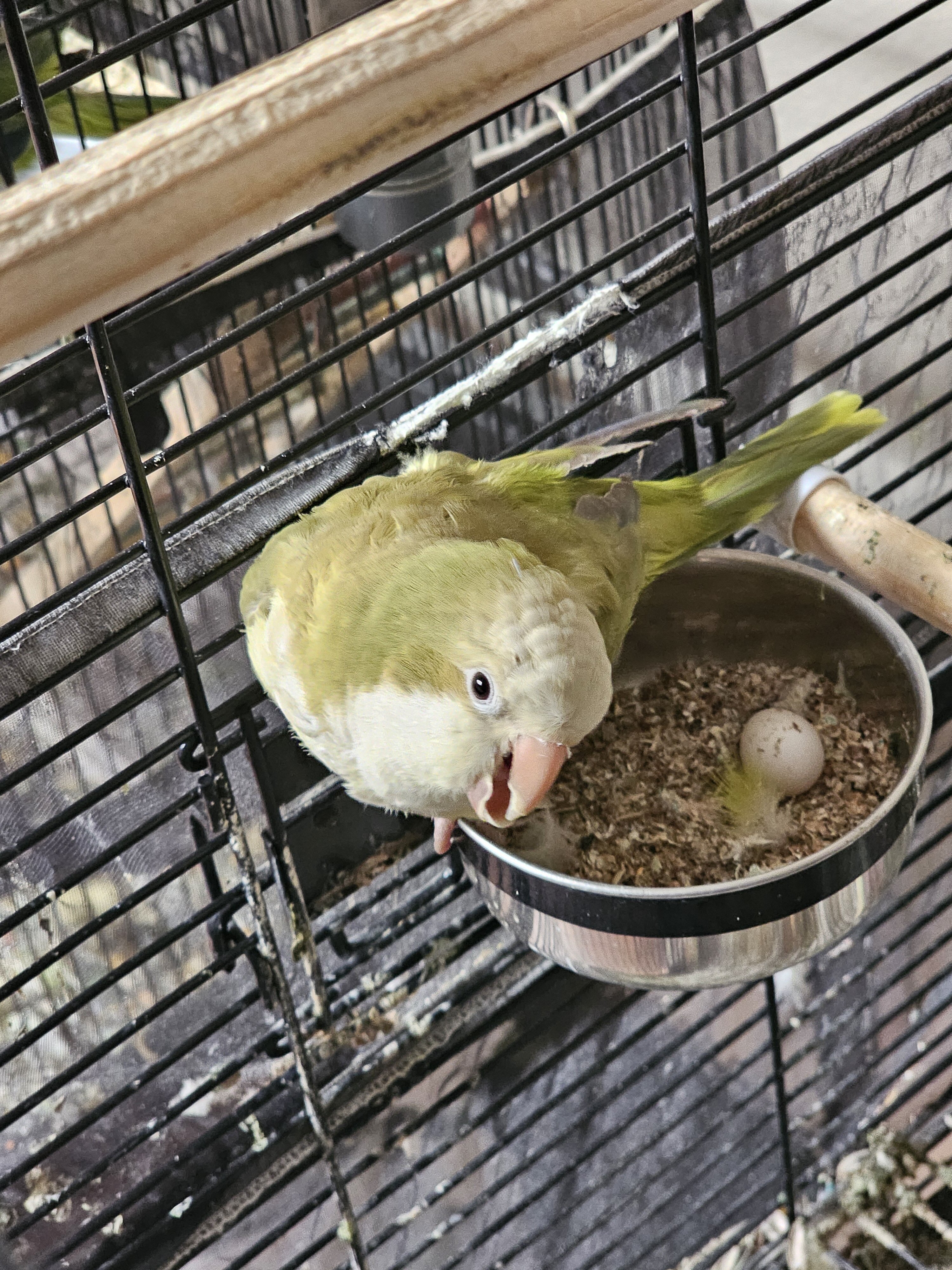 Quaker Parrot Male and Female image 5