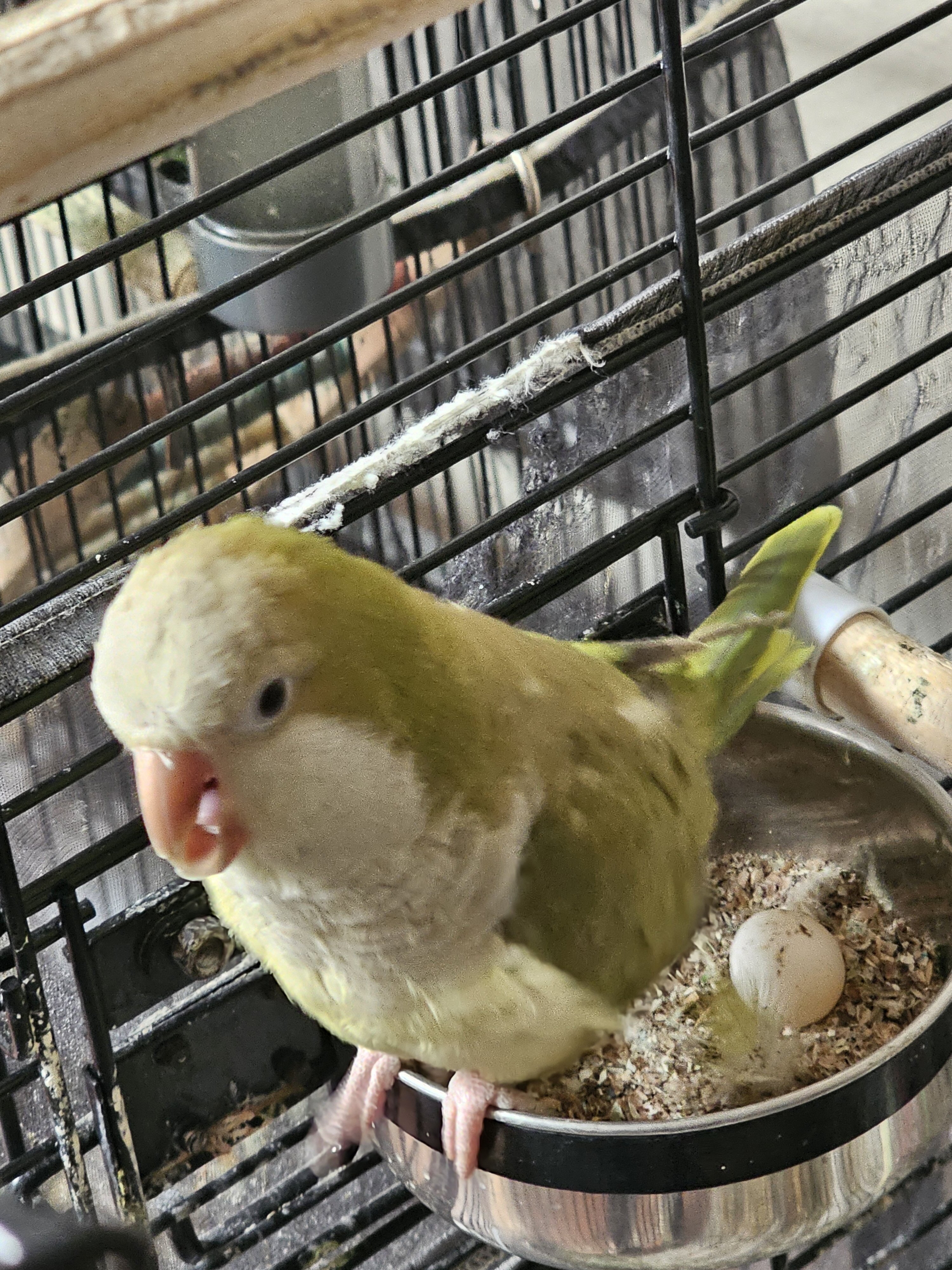 Quaker Parrot Male and Female image 9