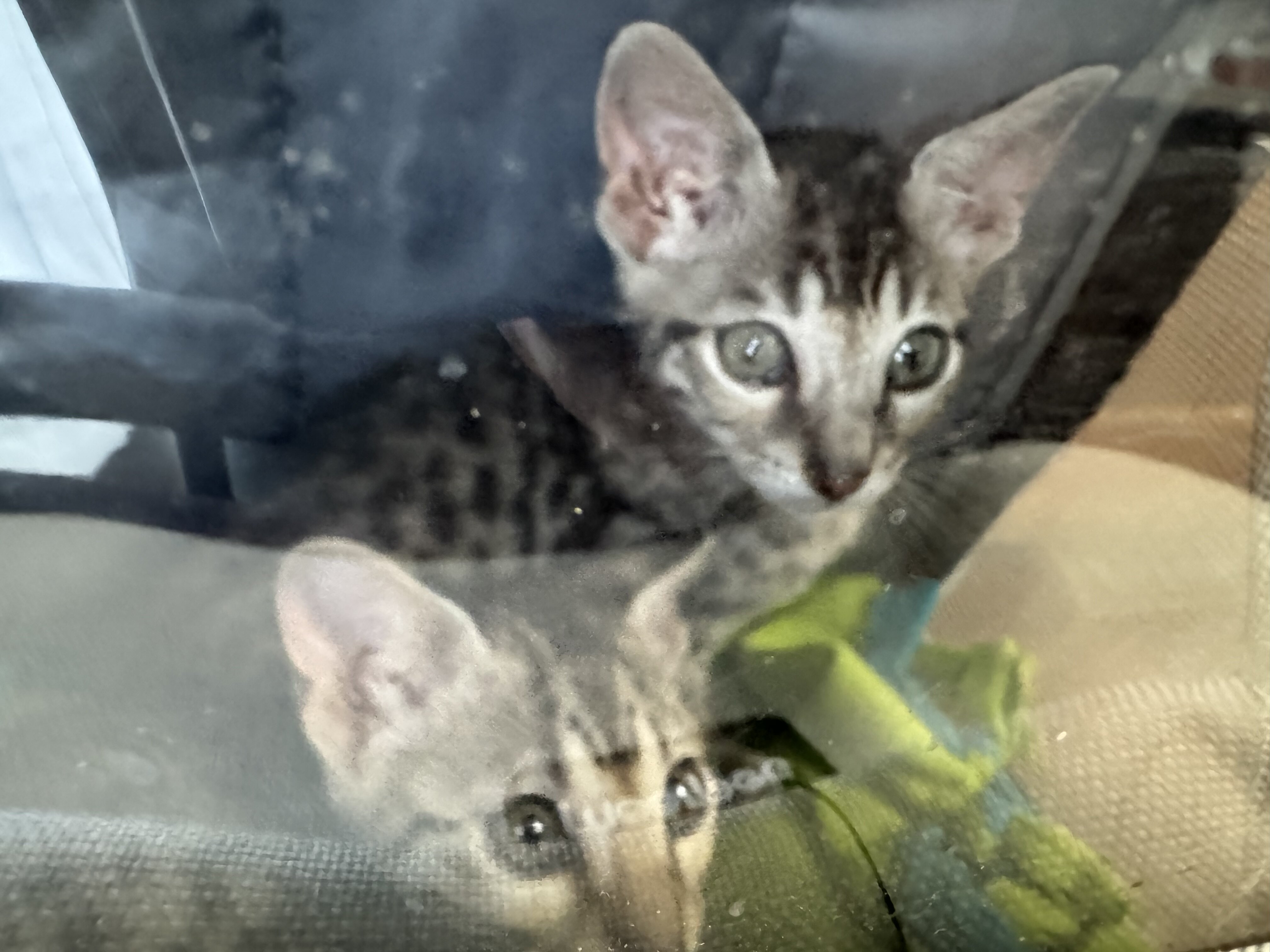 Savannah kittens image 6