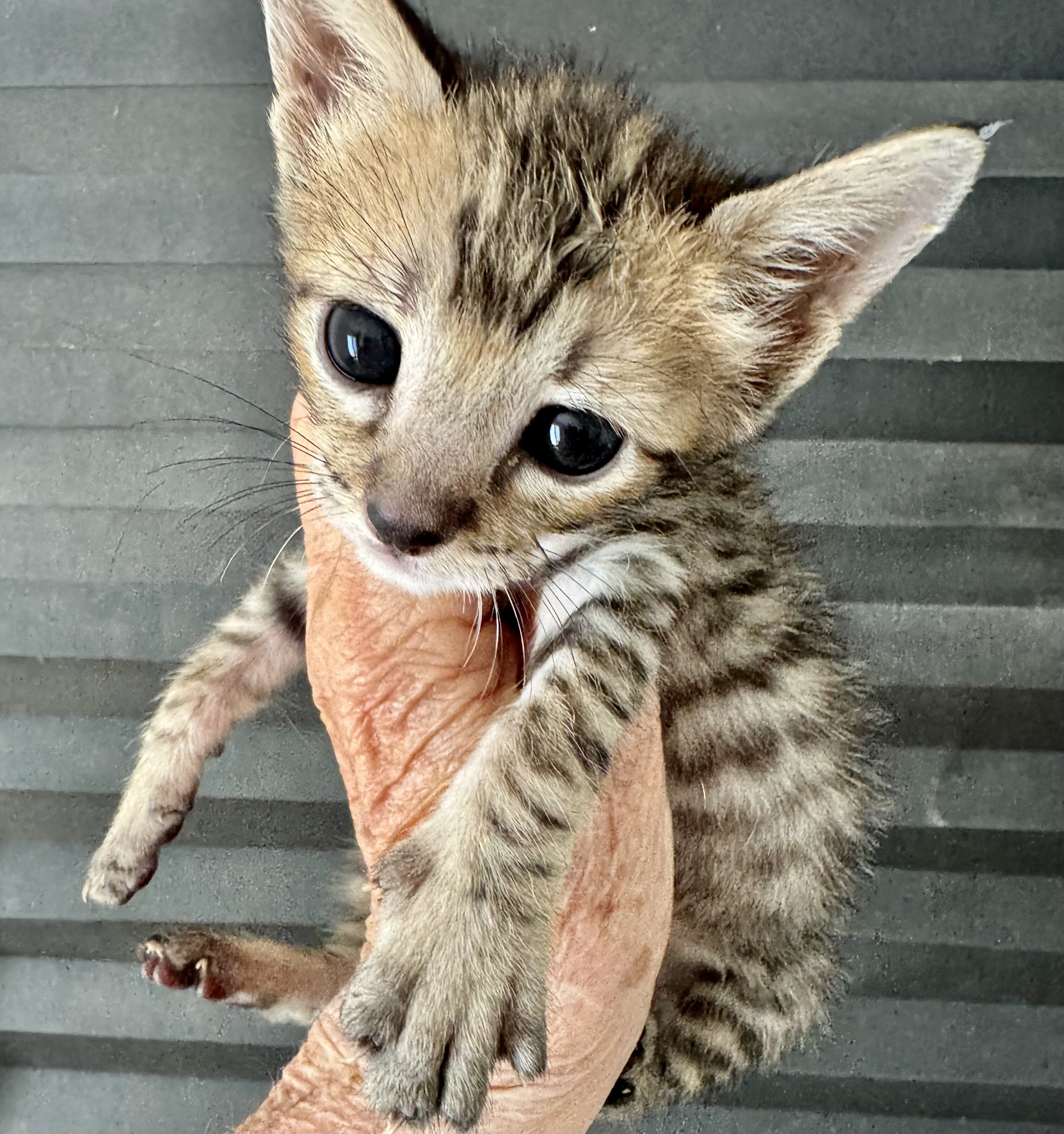 Savannah kittens image 5