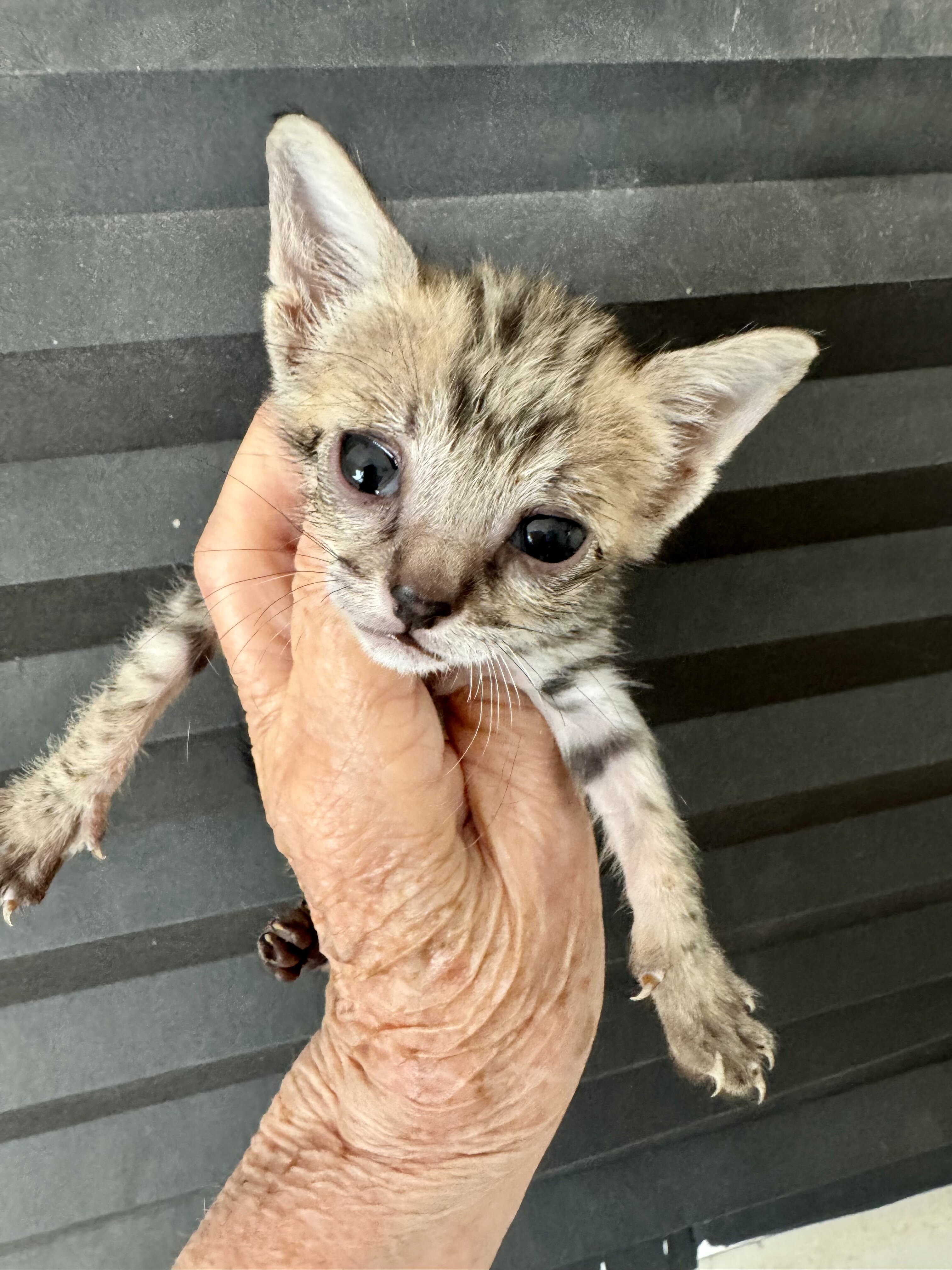 Savannah kittens image 4