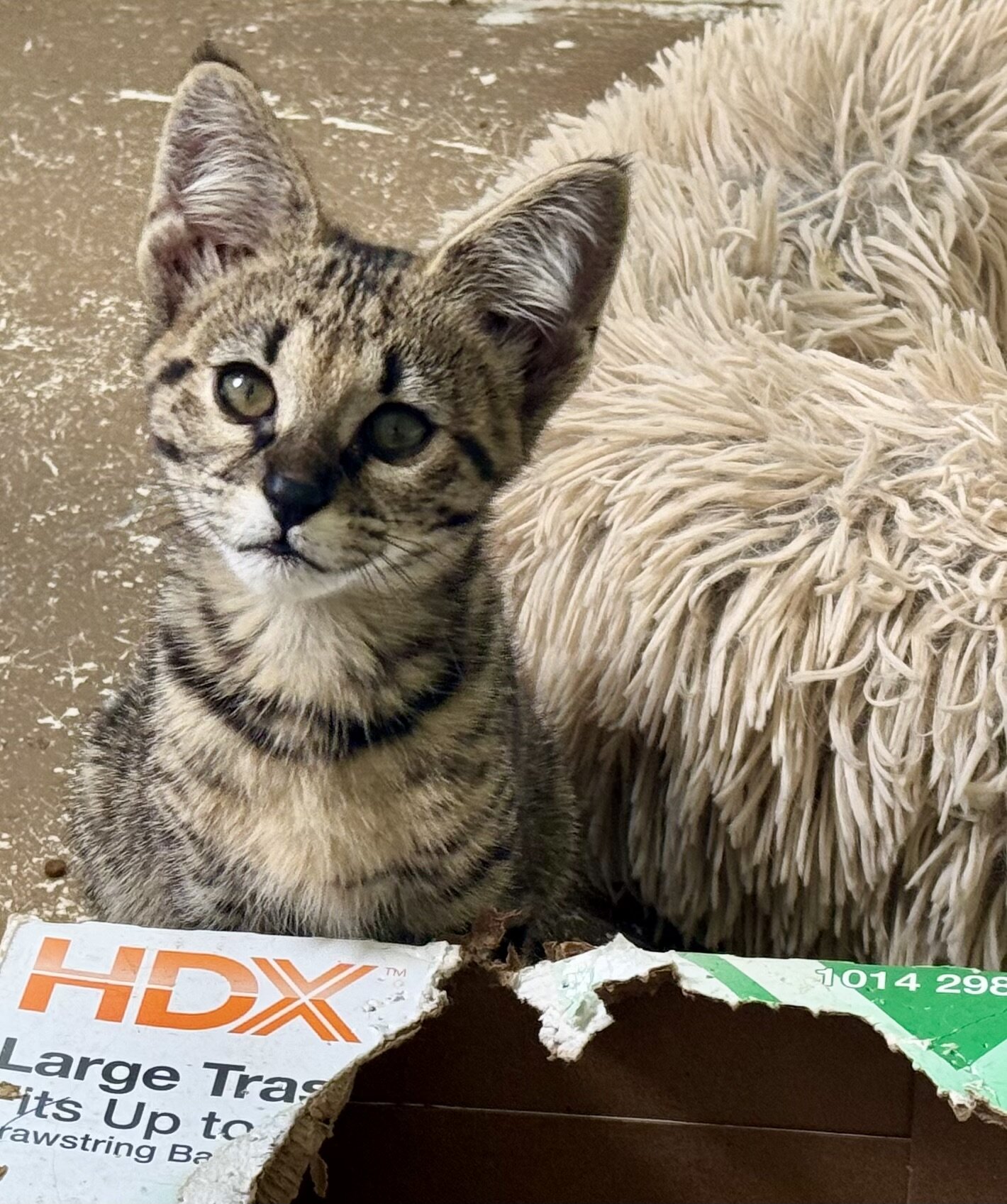 Savannah kittens image 3