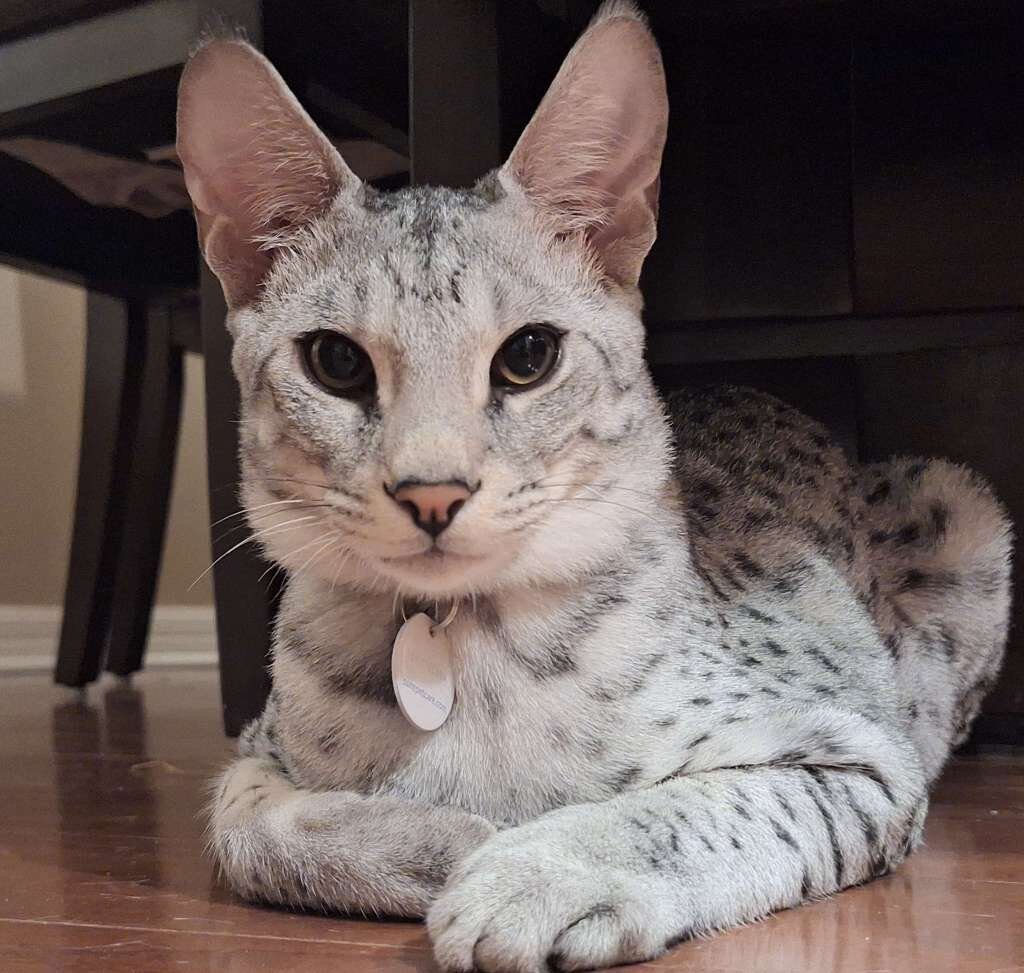 Savannah kittens image 2