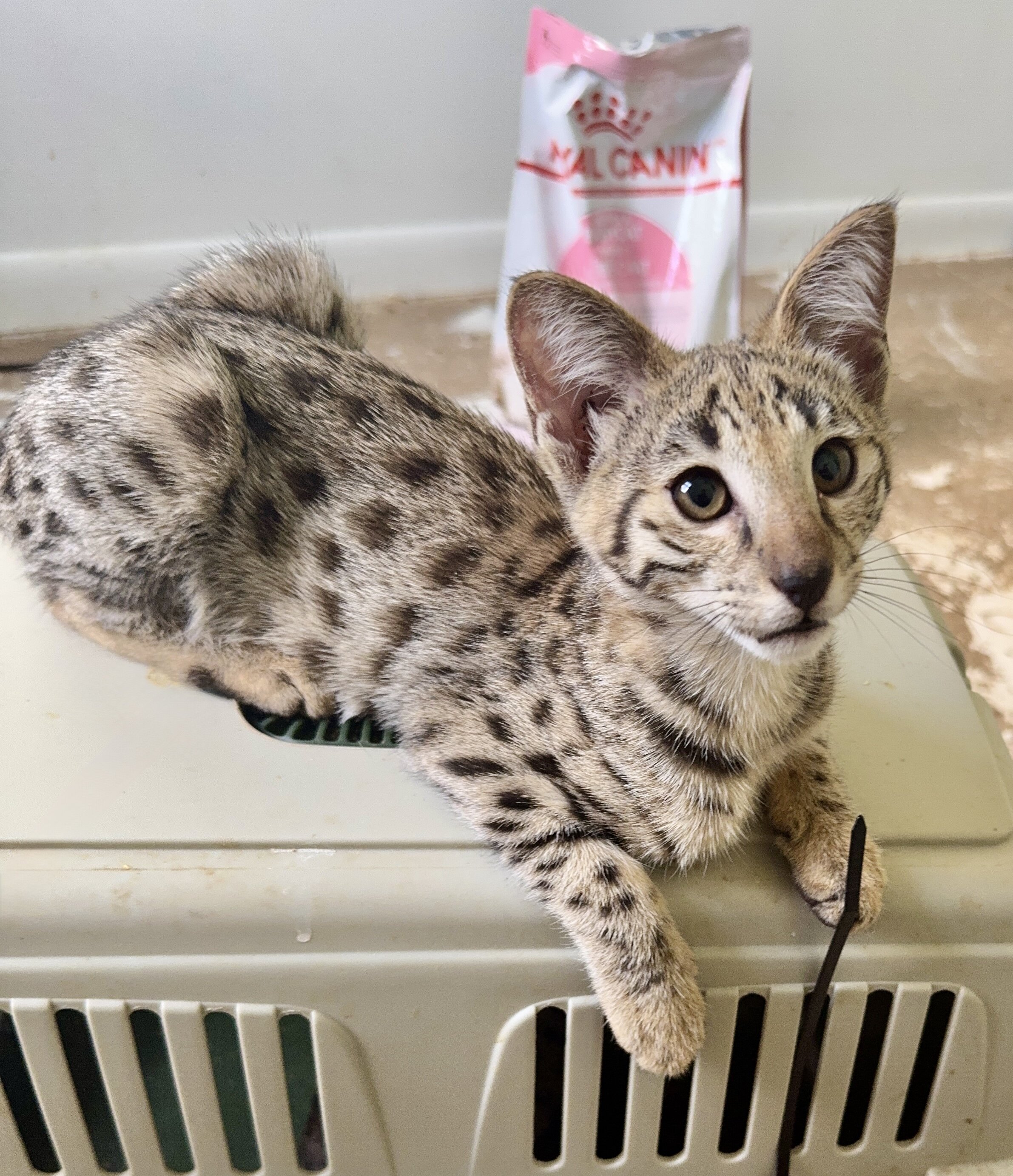 Savannah kittens image 1