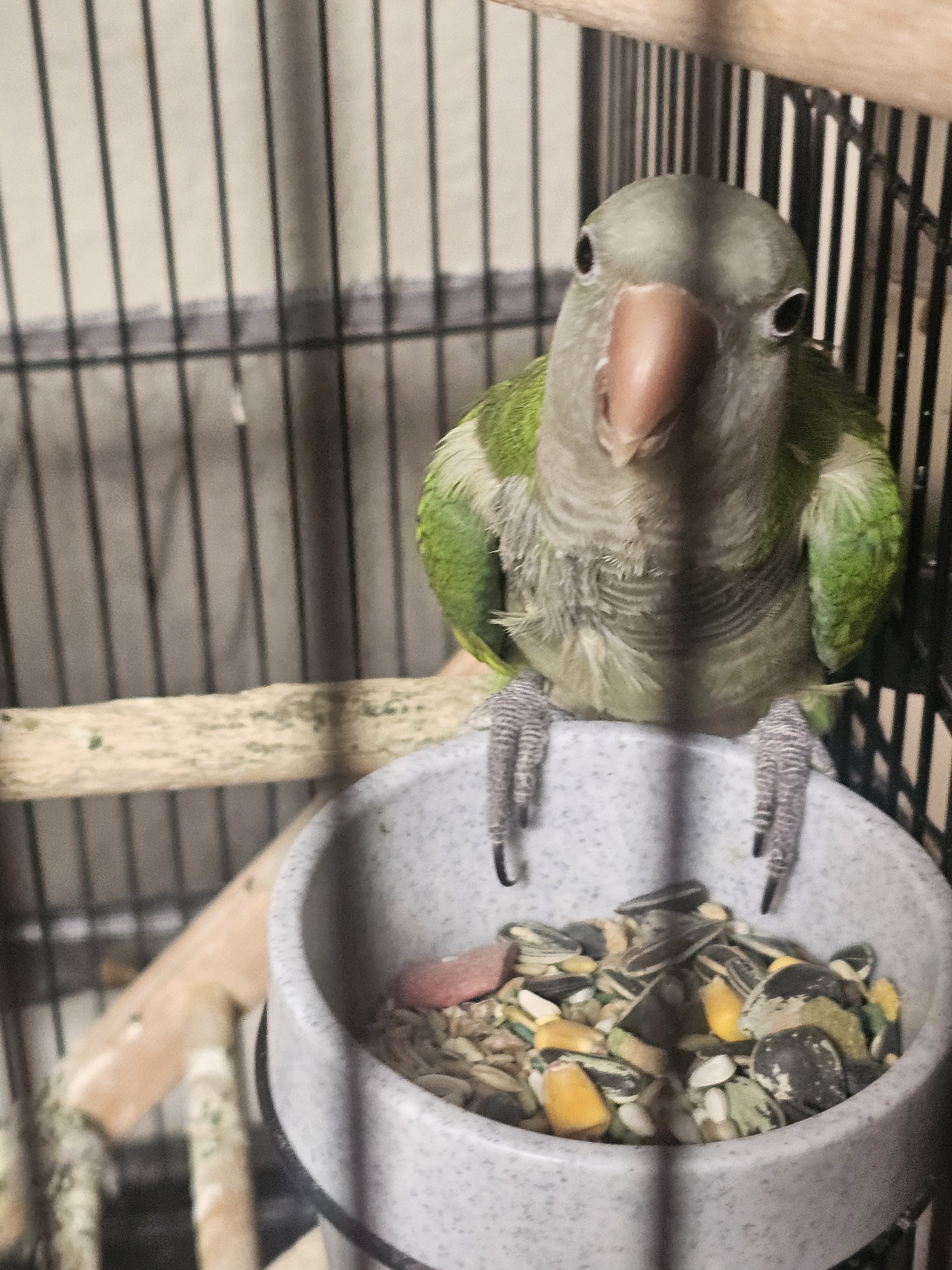 Quaker Parrots image 1