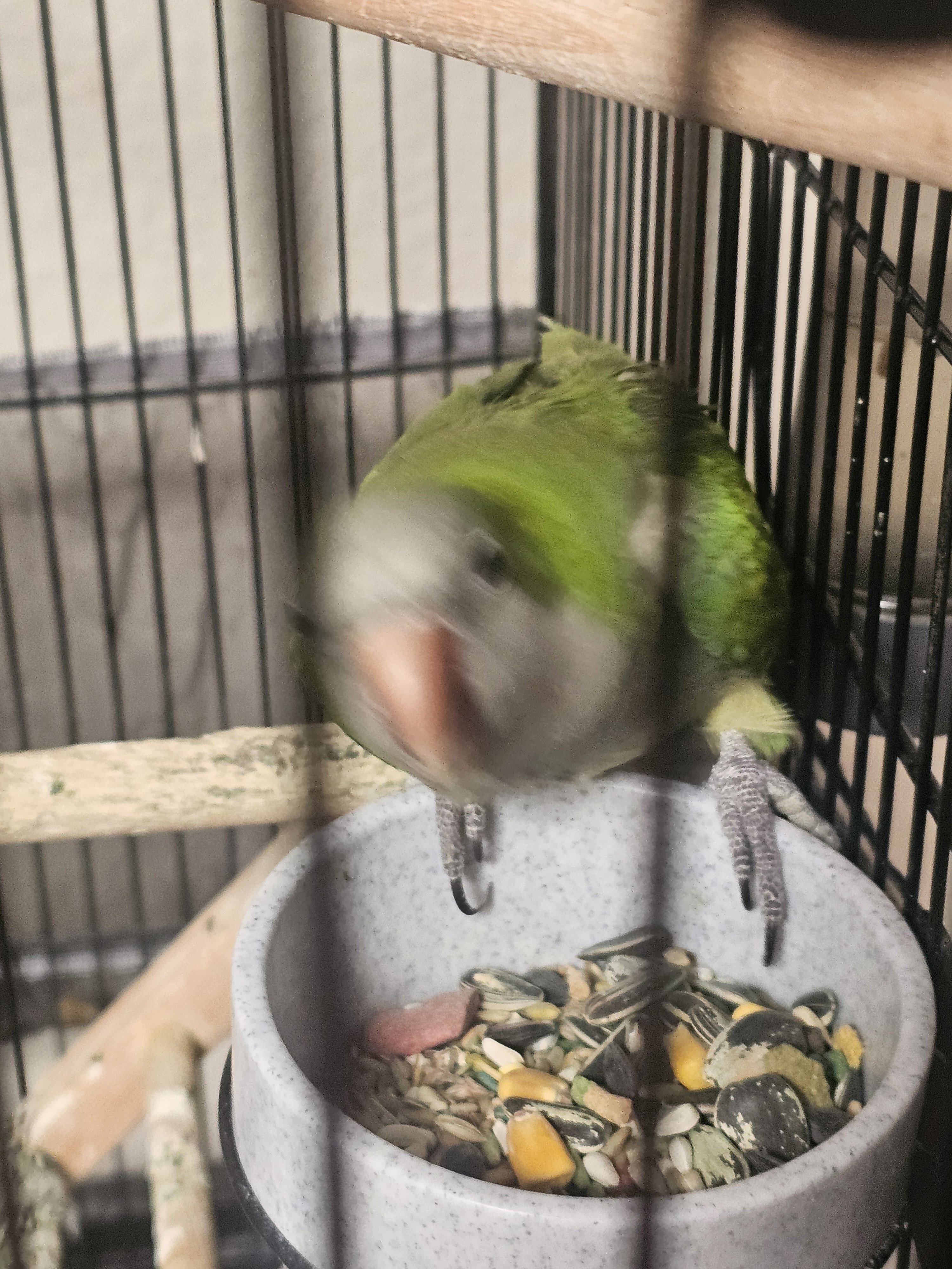 Quaker Parrots image 2