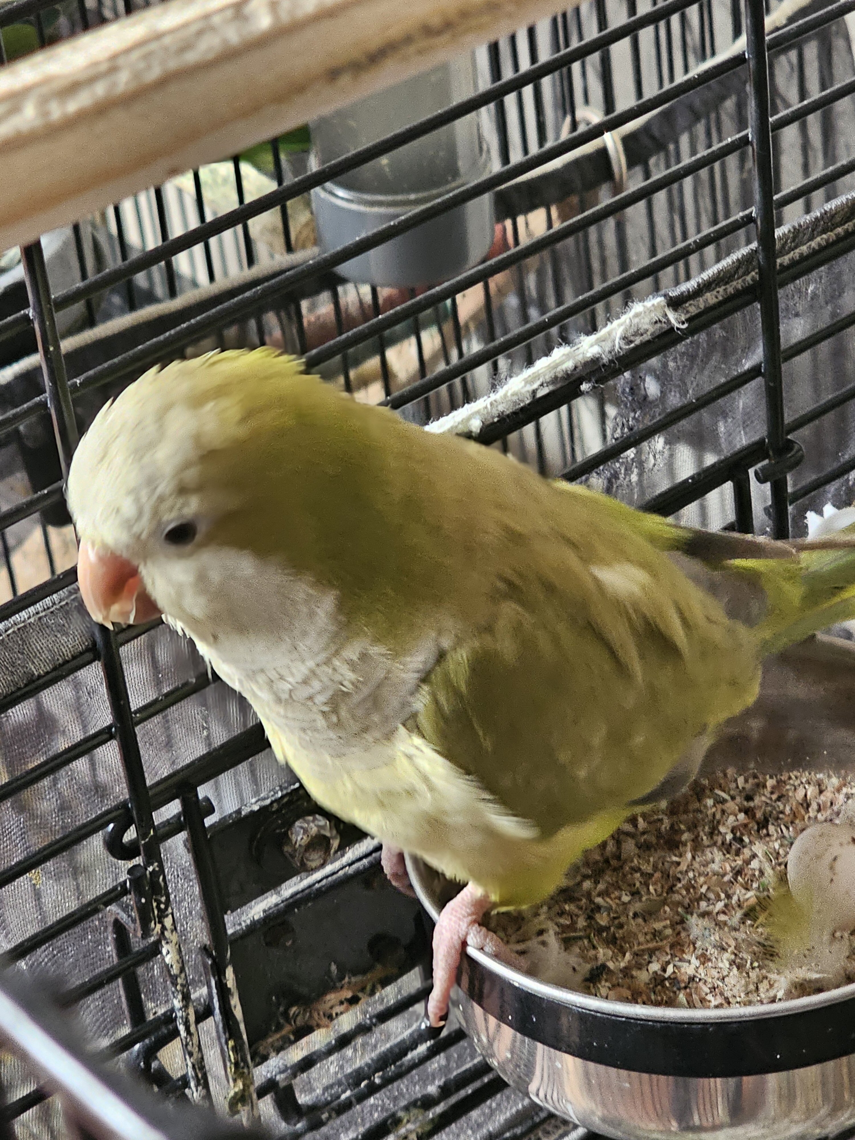 Quaker Parrots image 3