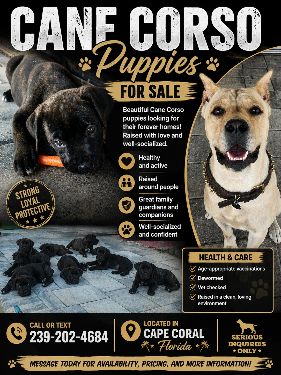 Cane Corso image 7