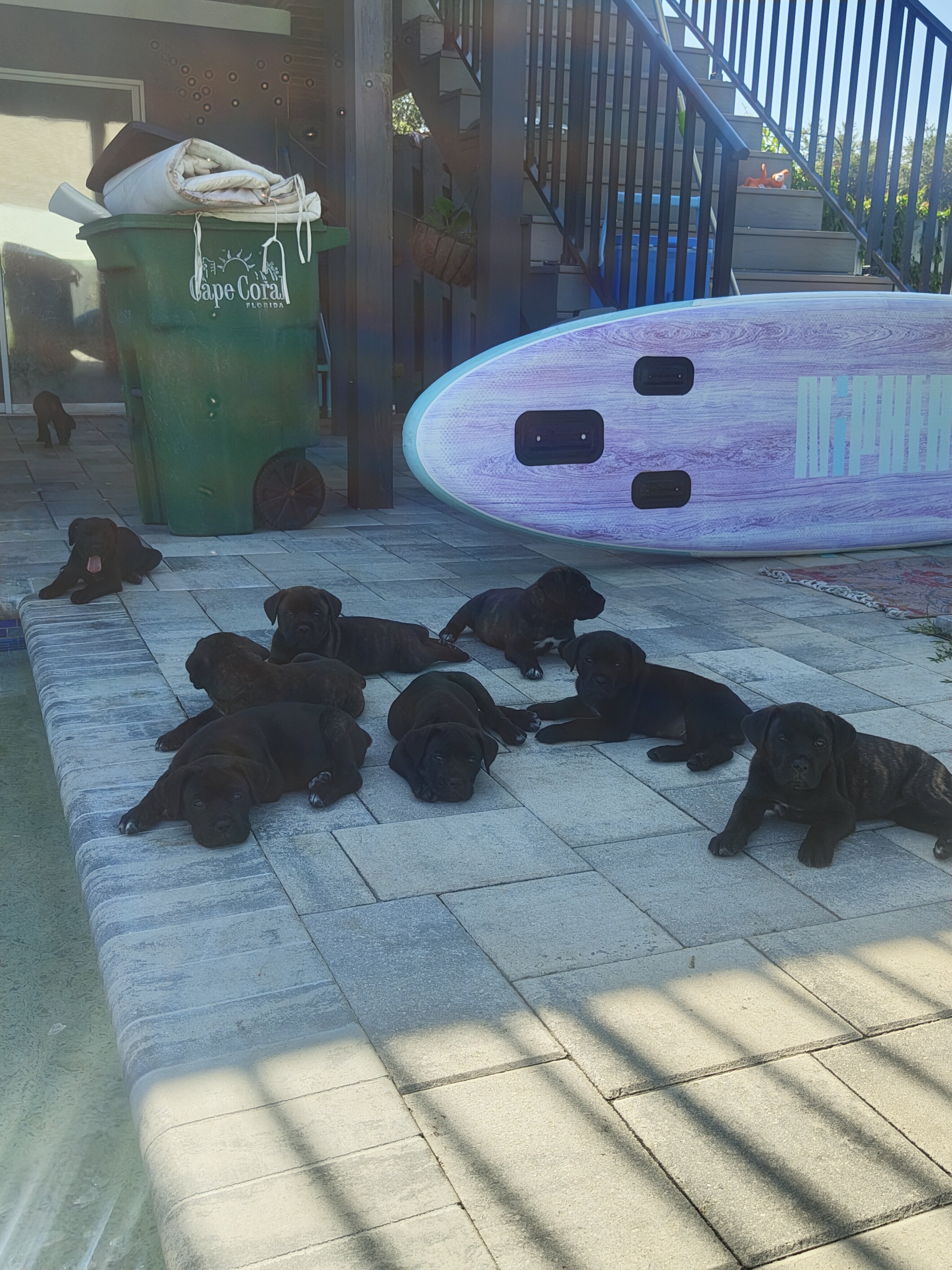 Cane Corso image 6