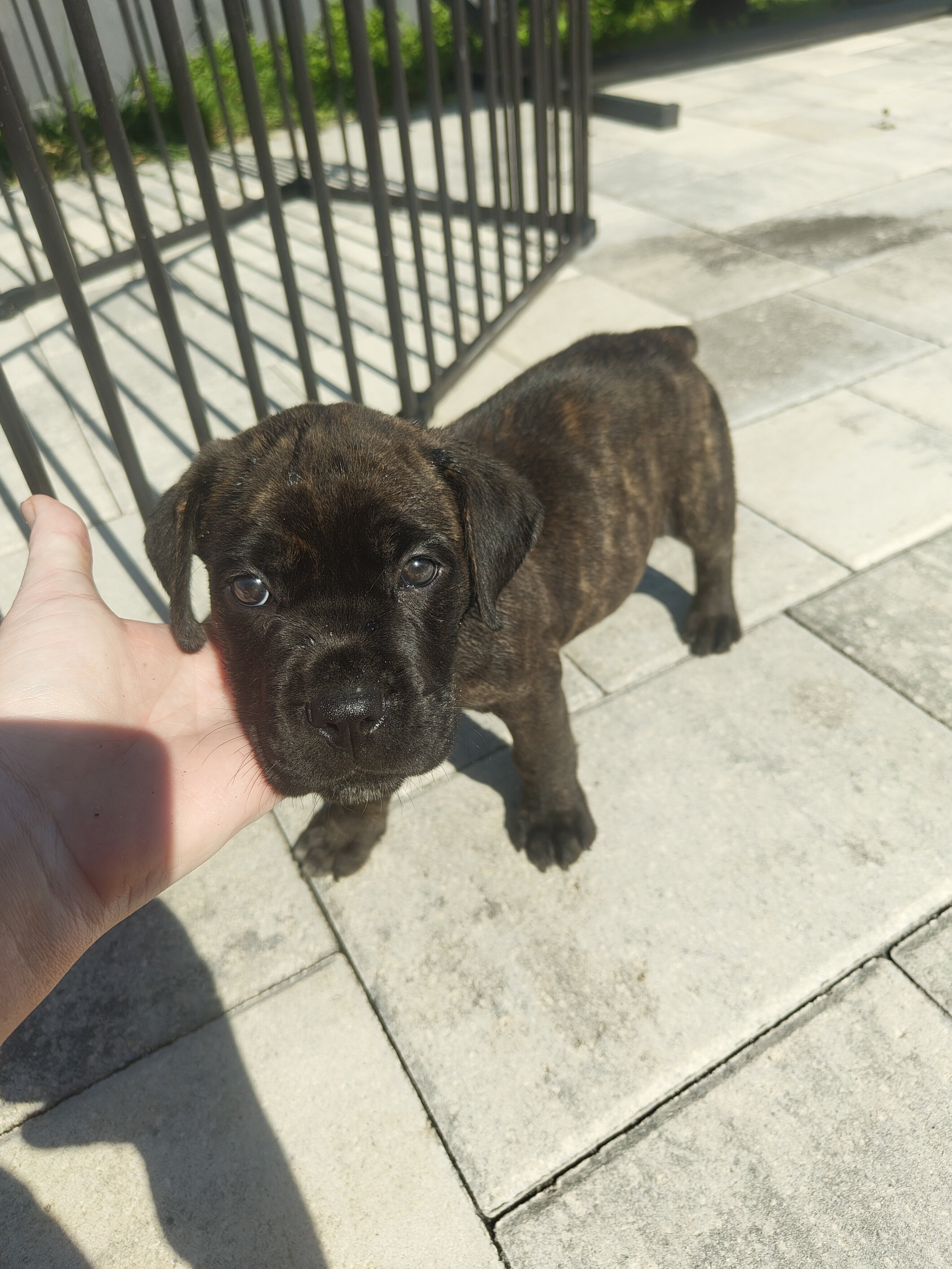 Cane Corso image 5