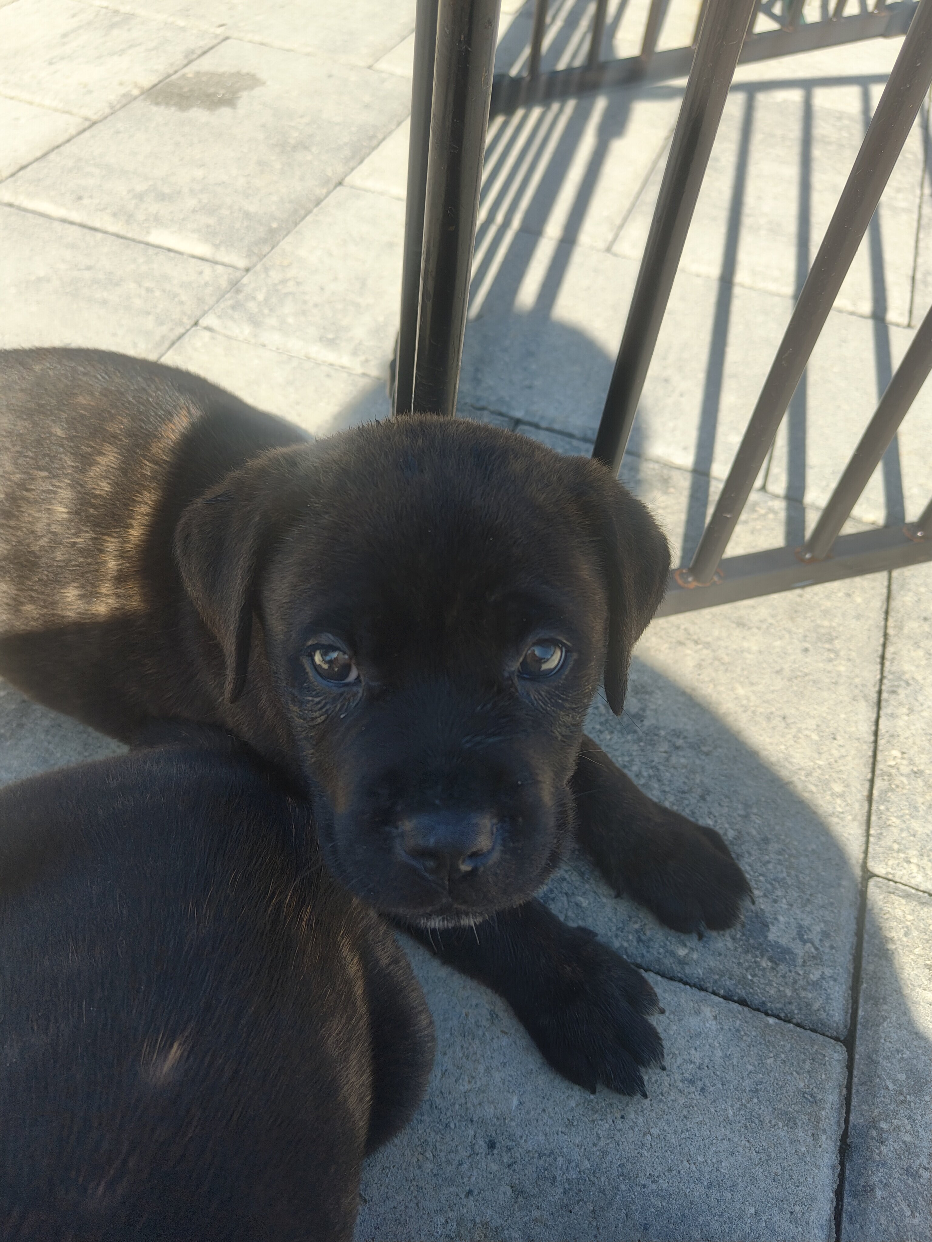 Cane Corso image 4
