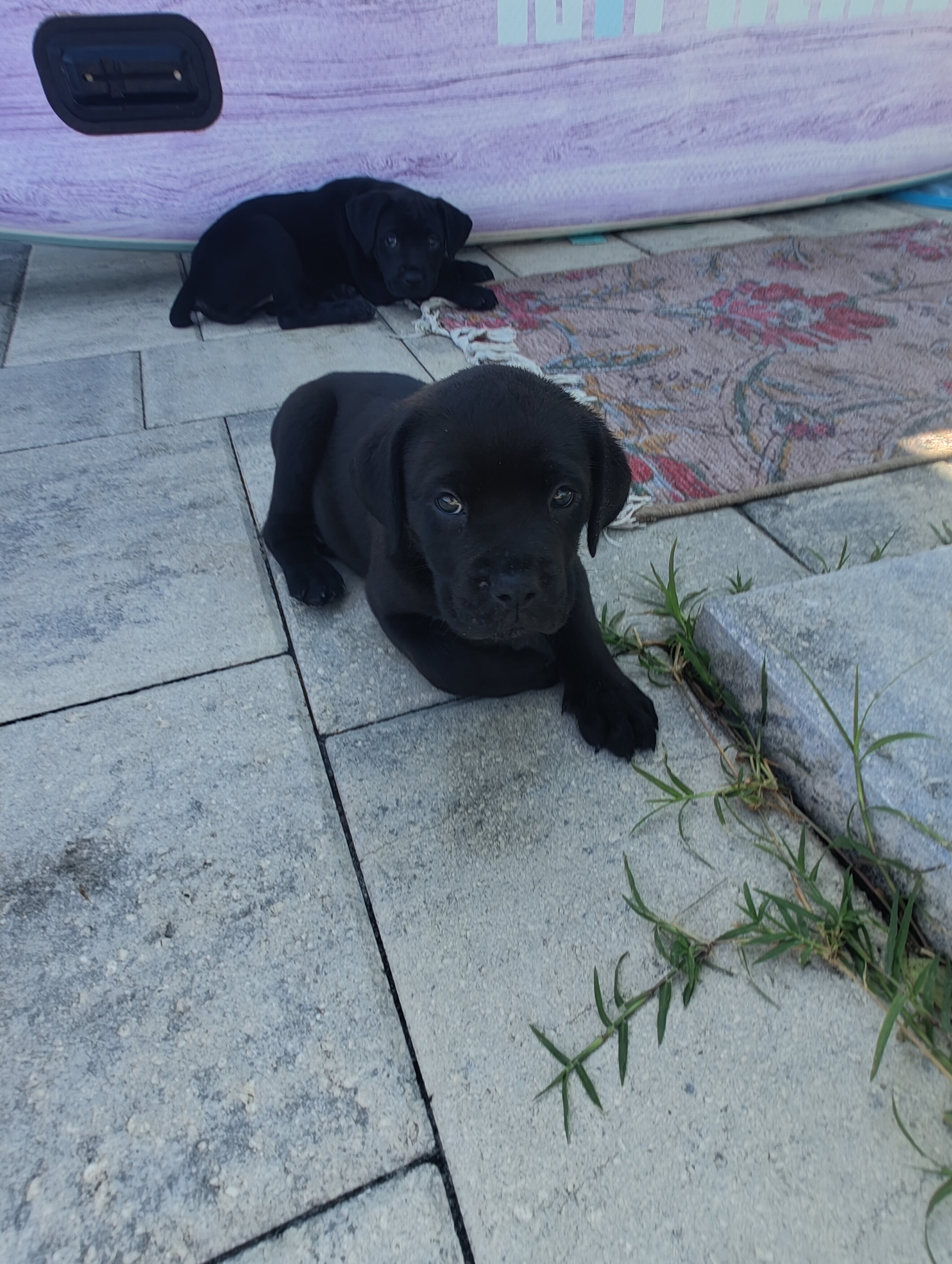 Cane Corso image 3