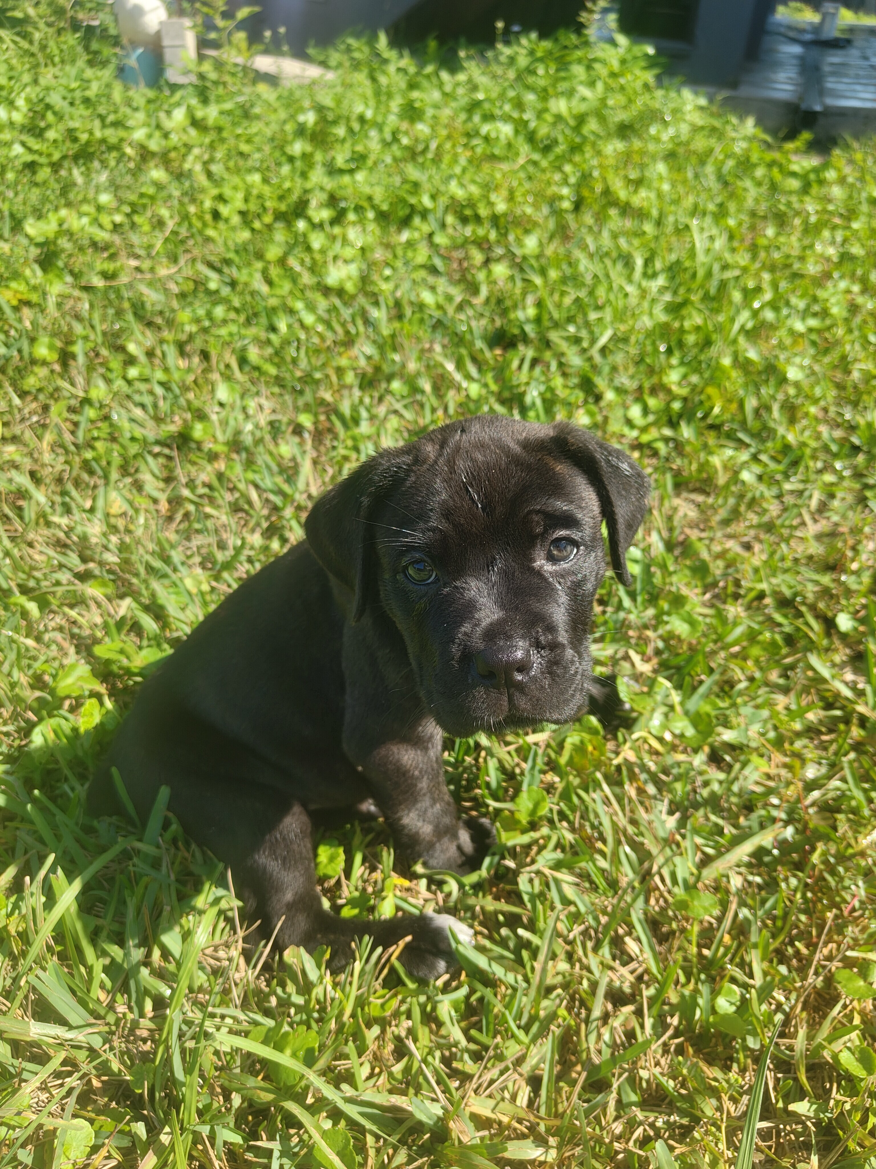 Cane Corso image 2