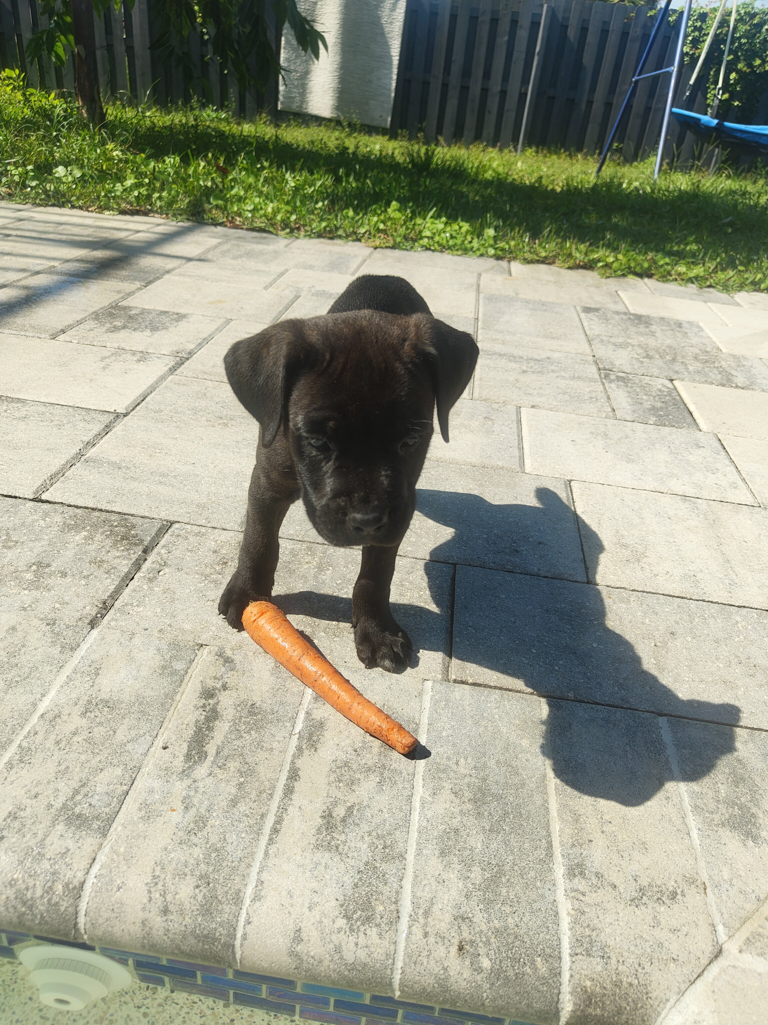 Cane Corso image 1