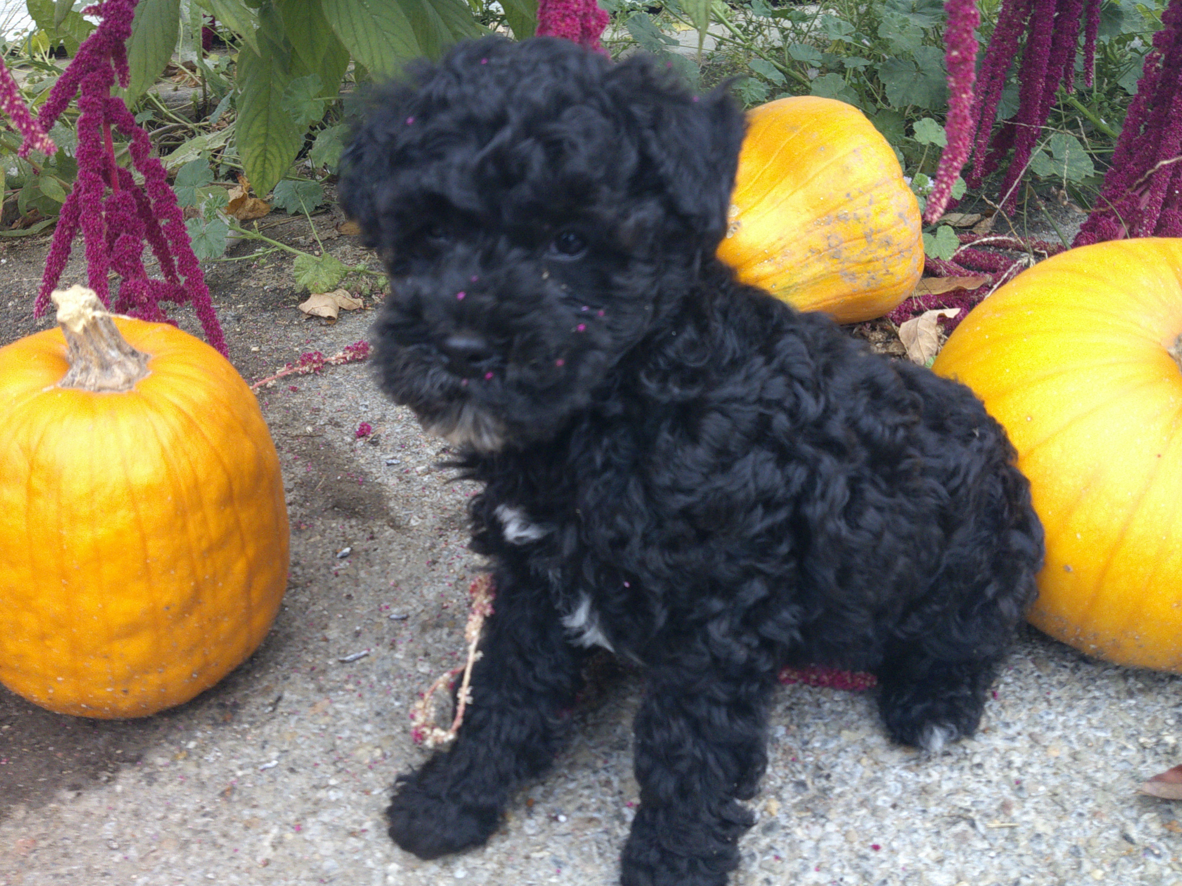 Schnoodle Puppies image 1