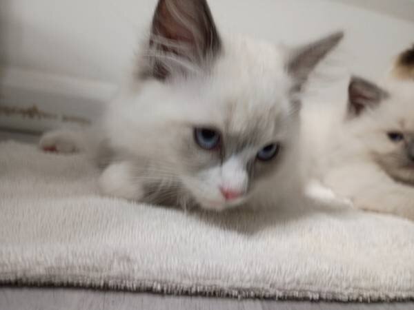 Ragdoll kittens ready for adoption image 1