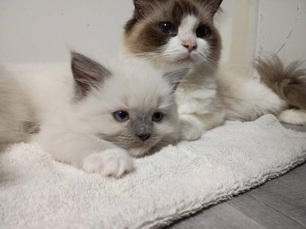 Ragdoll kittens ready for adoption image 2