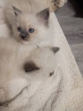 Ragdoll kittens ready for adoption image 3