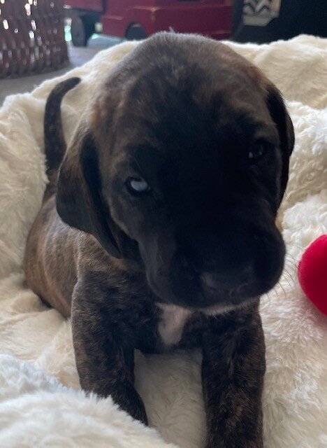 Great Dane Goldendoodle Puppies image 9