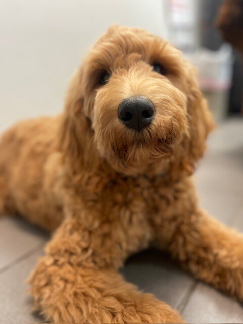 Great Dane Goldendoodle Puppies image 3