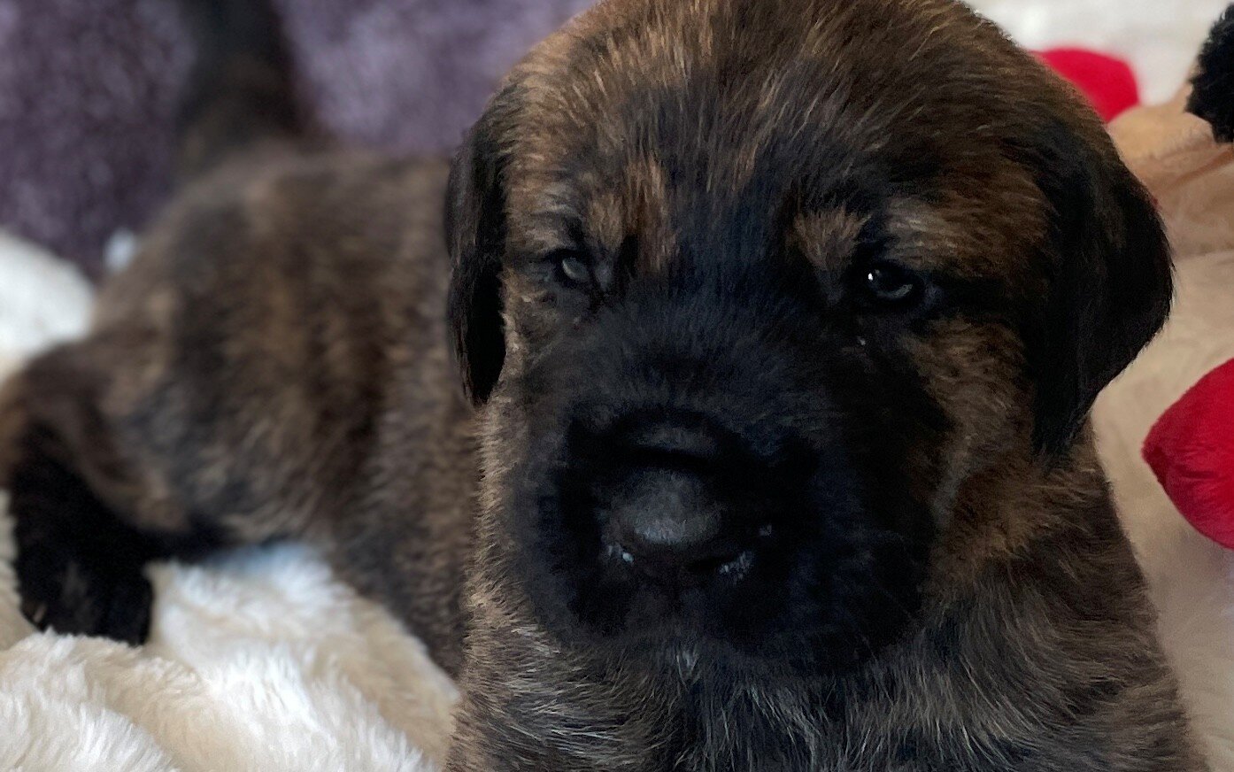 Great Dane Goldendoodle Puppies image 8