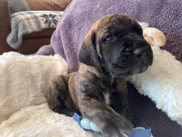 Great Dane Goldendoodle Puppies image 1